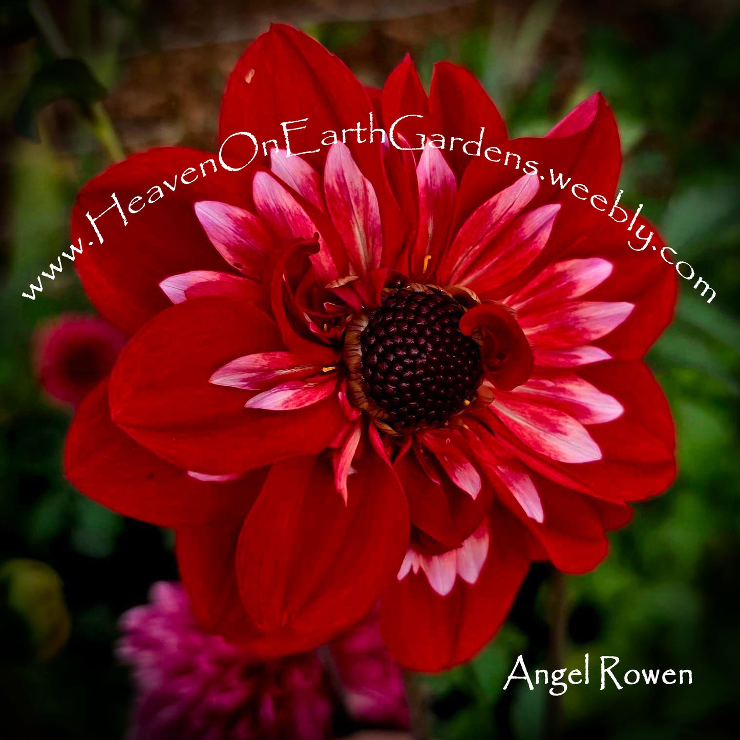 Angel Rowyn