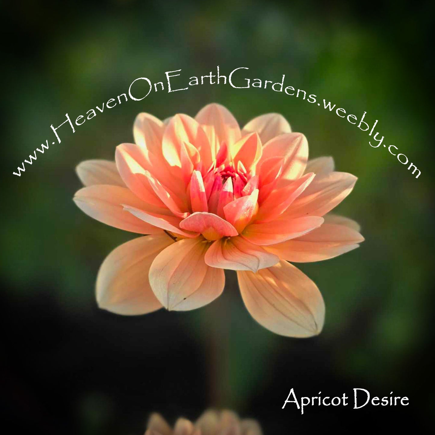 Apricot Desire