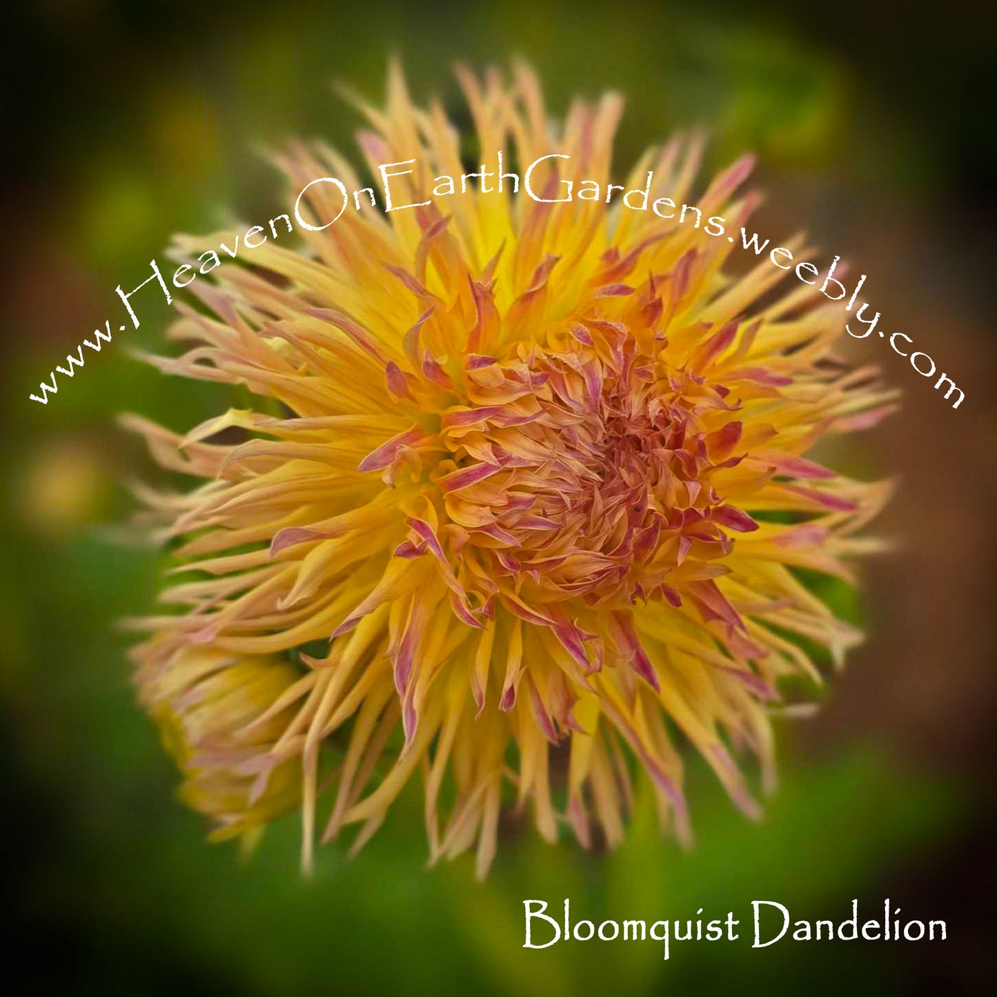 Bloomquist Dandelion