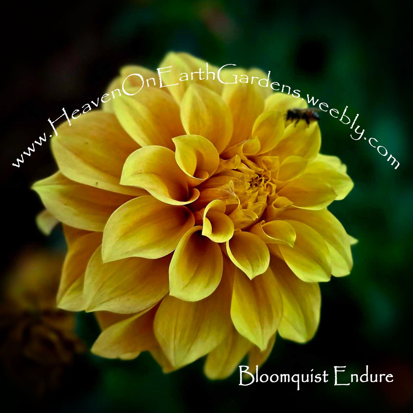 Bloomquist Endure