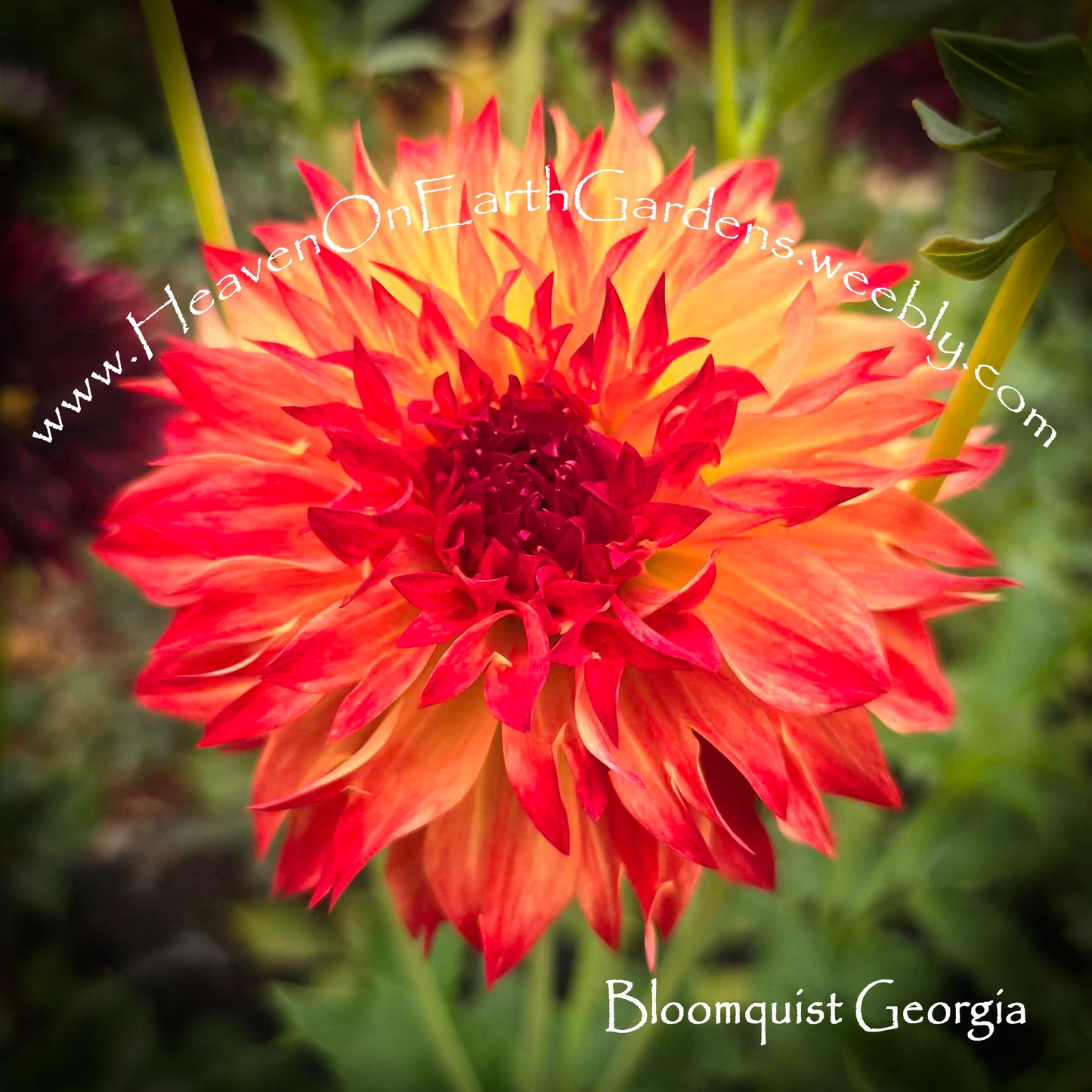 Bloomquist Georgia C