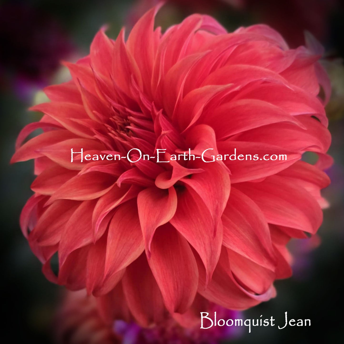 Bloomquist Jean