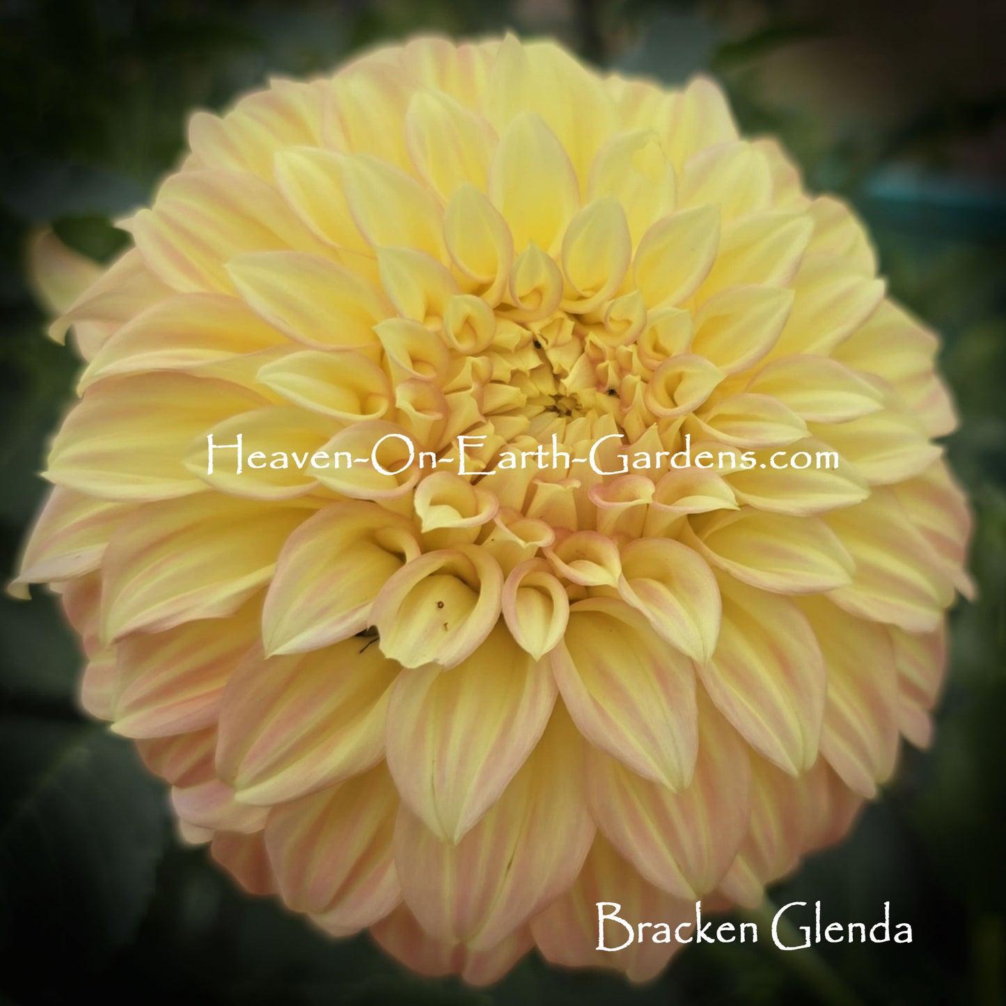 Bracken Glenda