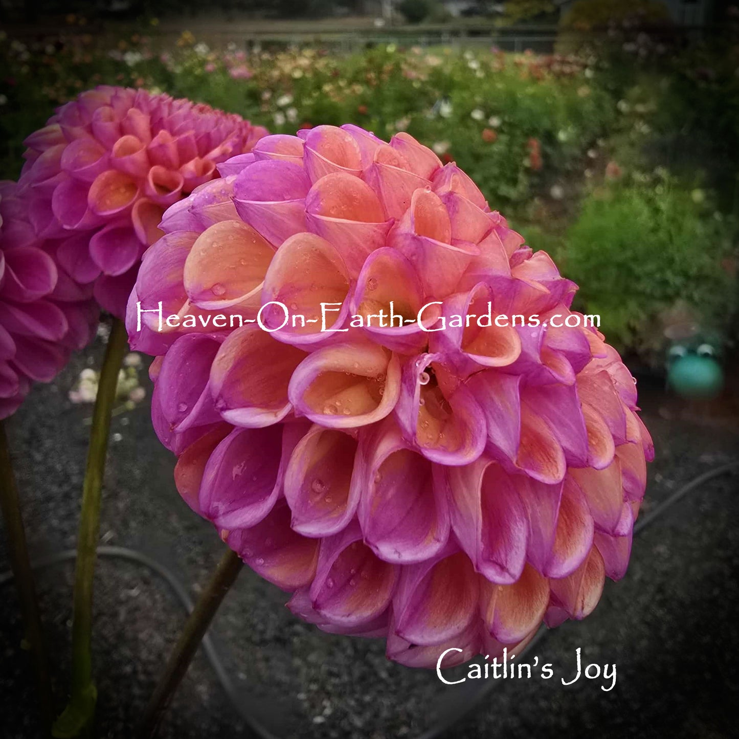 Caitlin's Joy