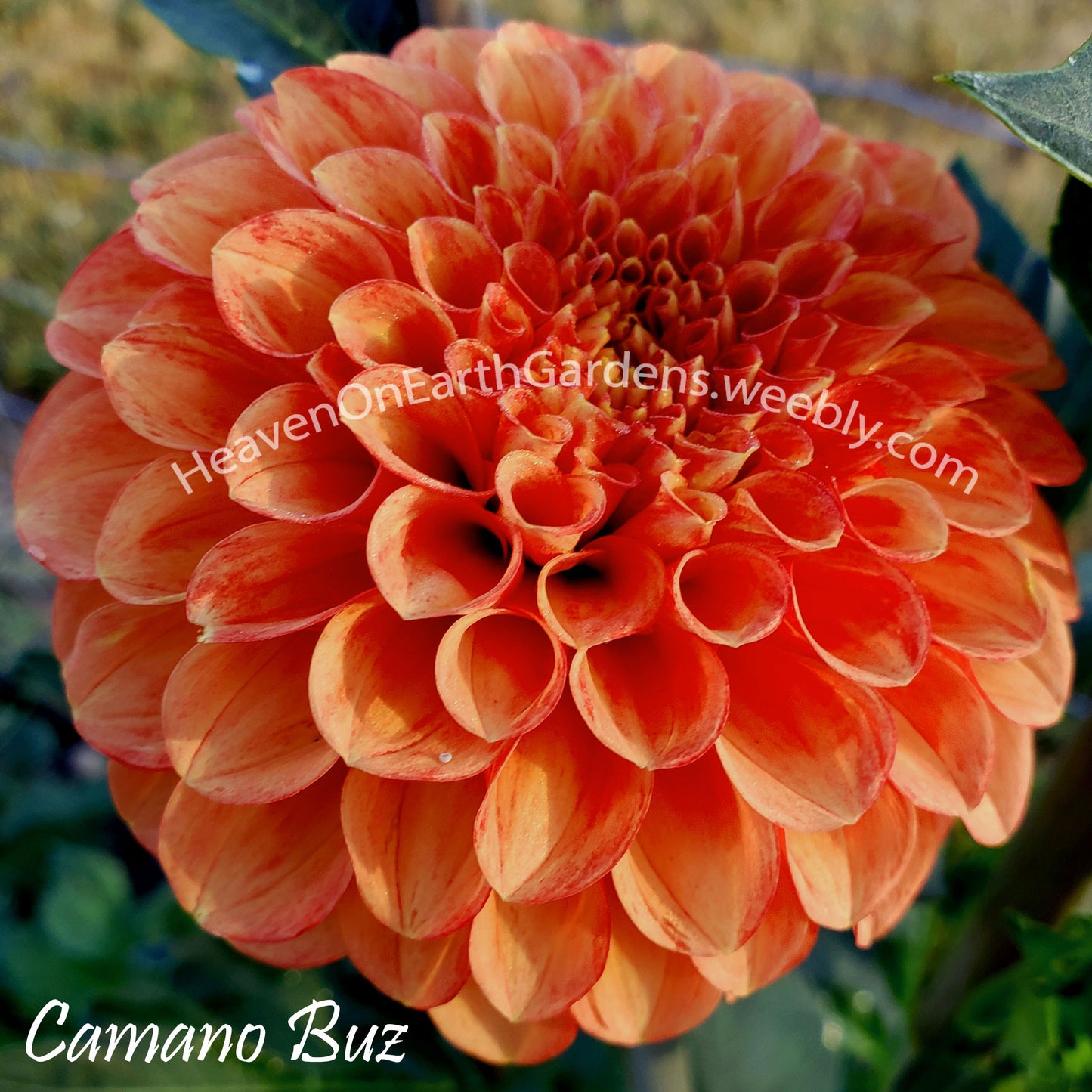 Camano Buz