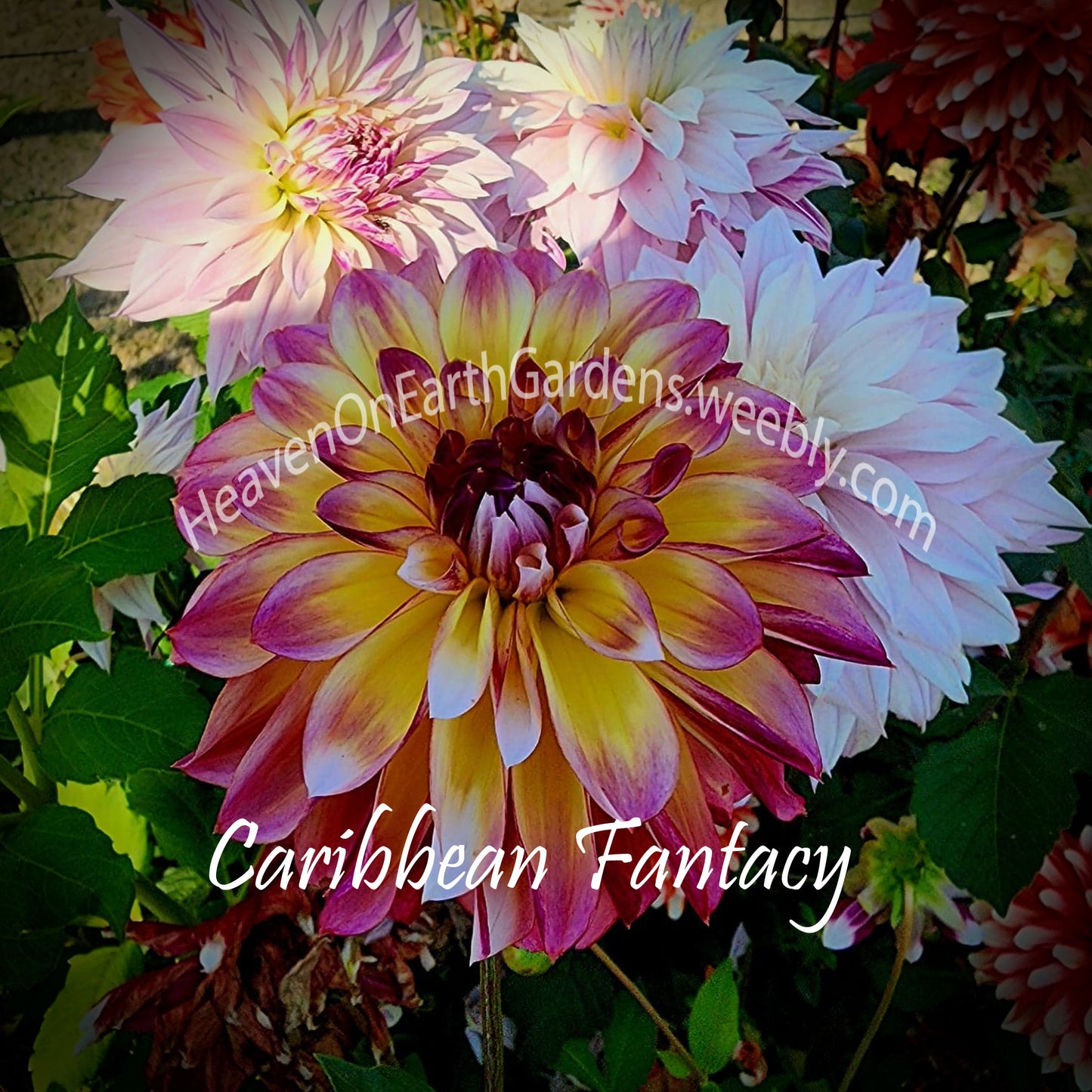 Caribbean Fantasy