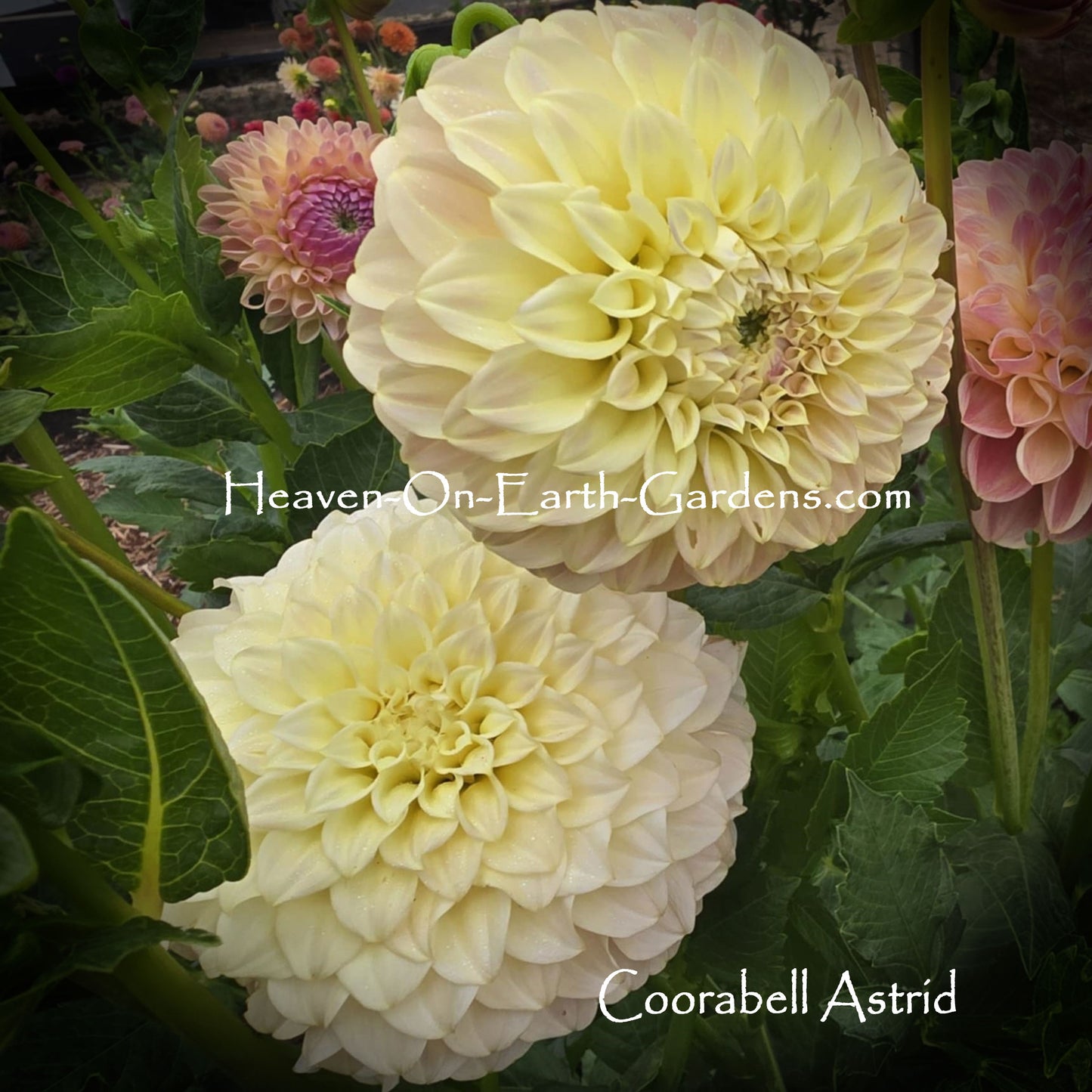 Coorabell Astrid