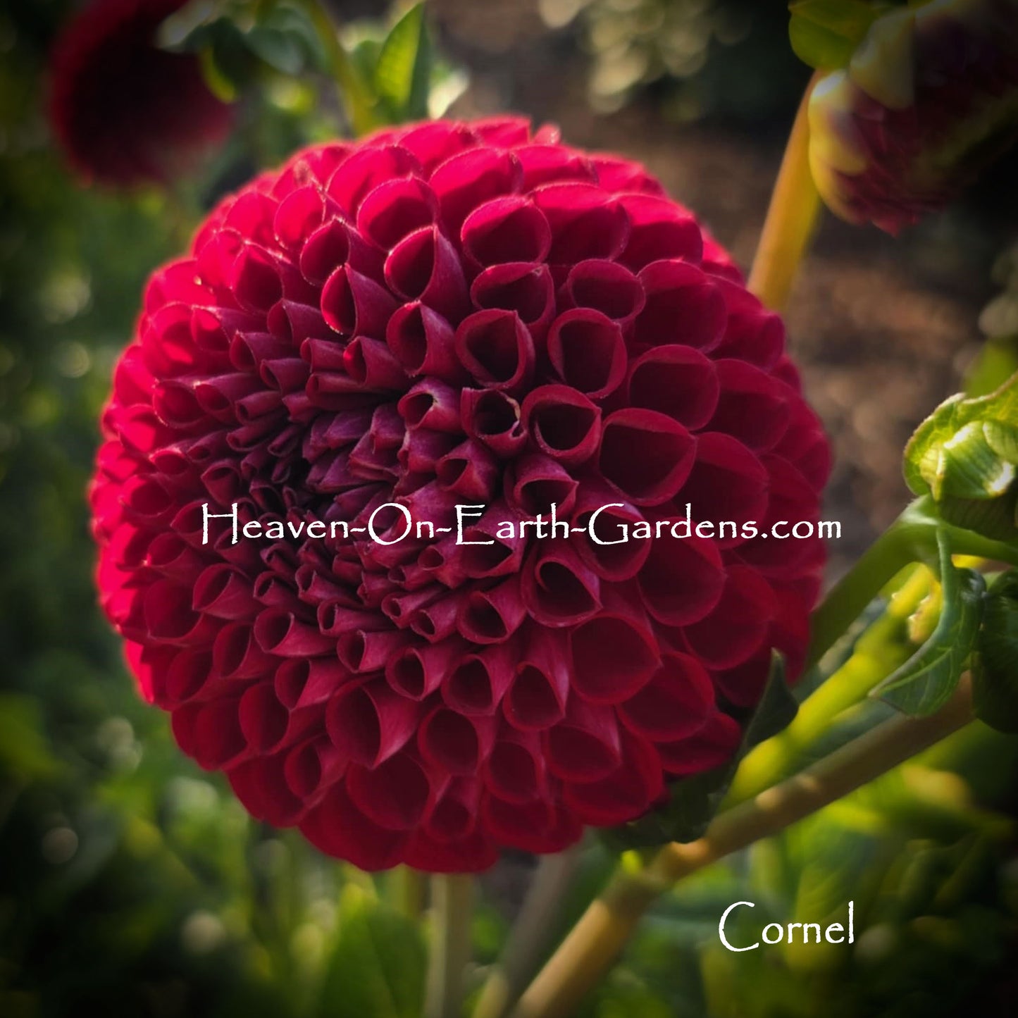 Cornel