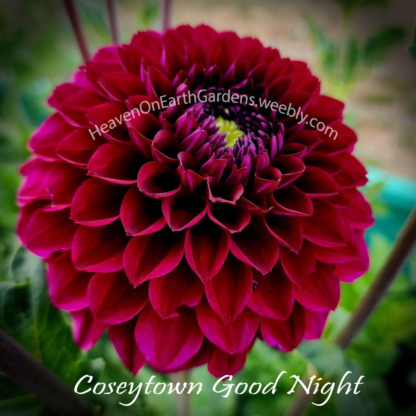Coseytown® Goodnight