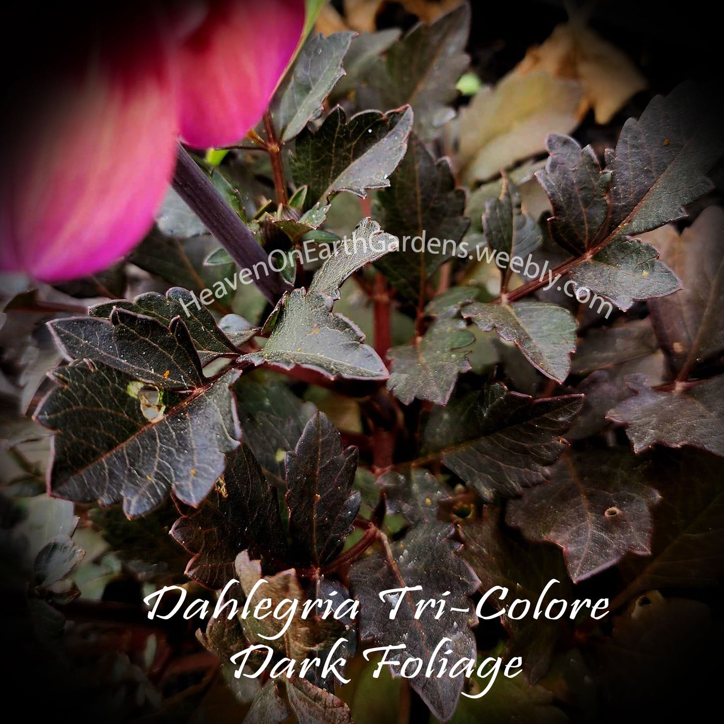 Dahlegria Tri-Colore