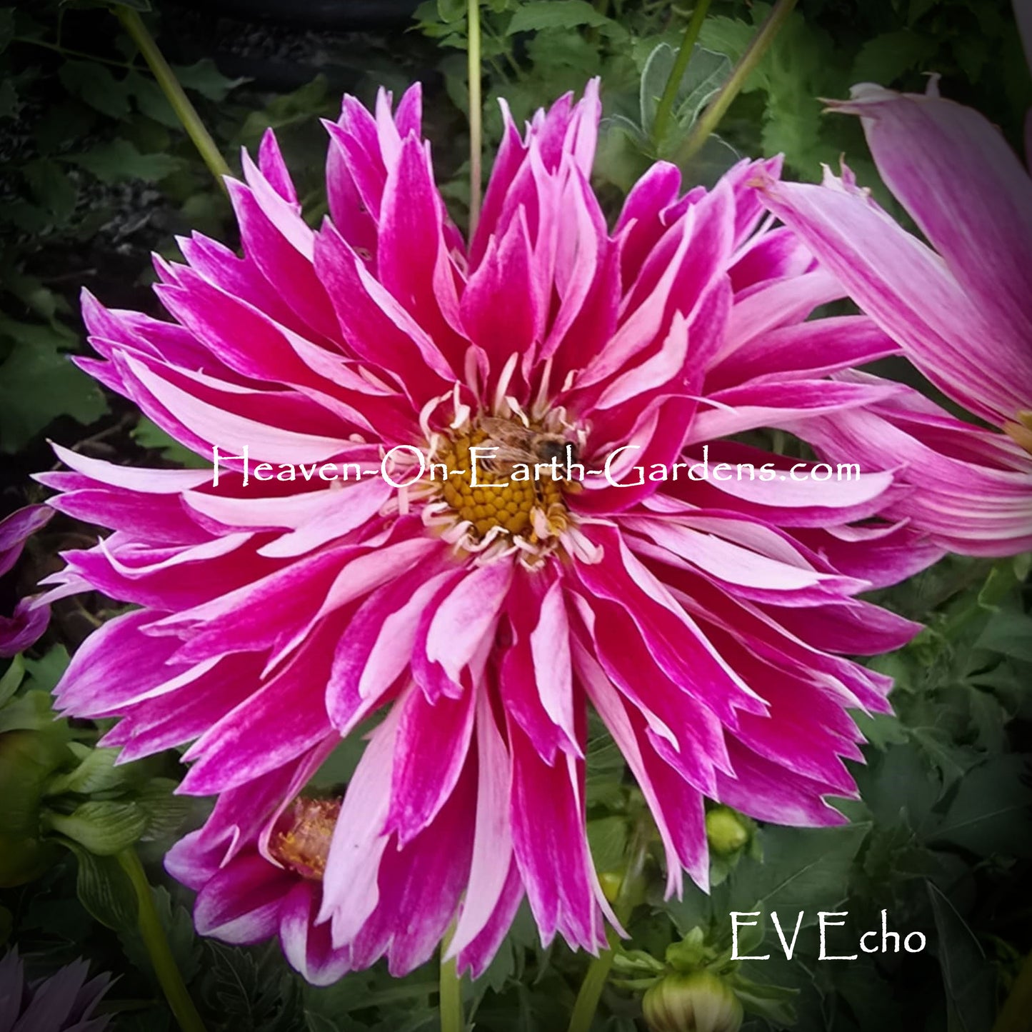 EV Echo