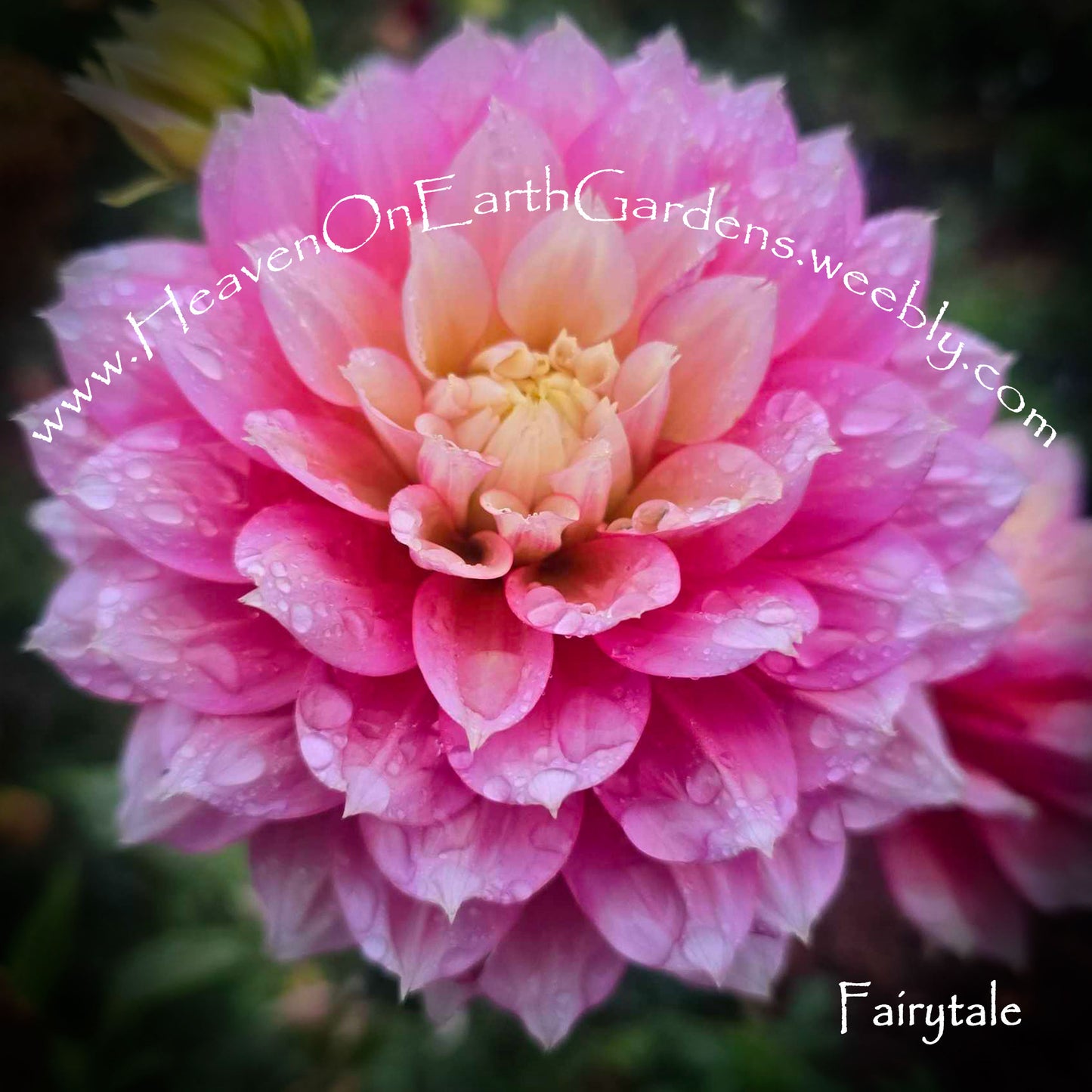 Fairytale