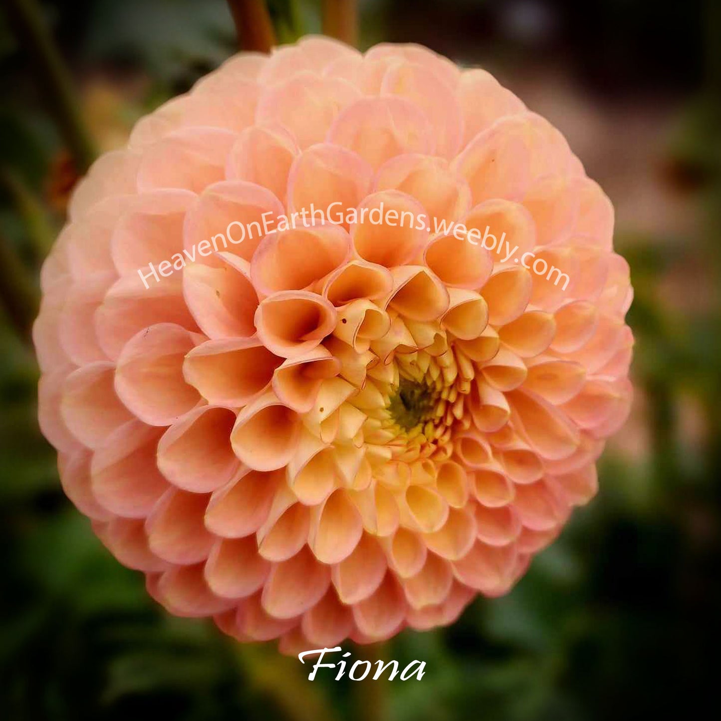 Fiona