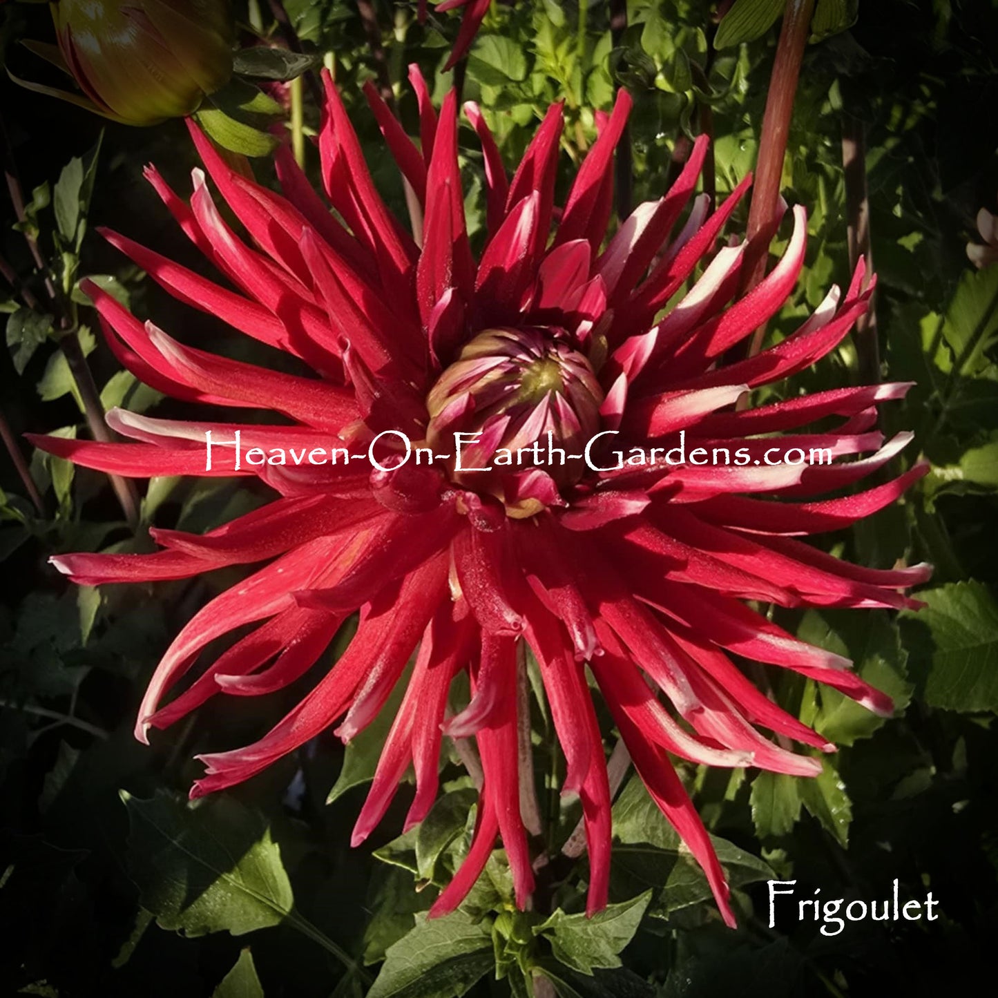Frigulet