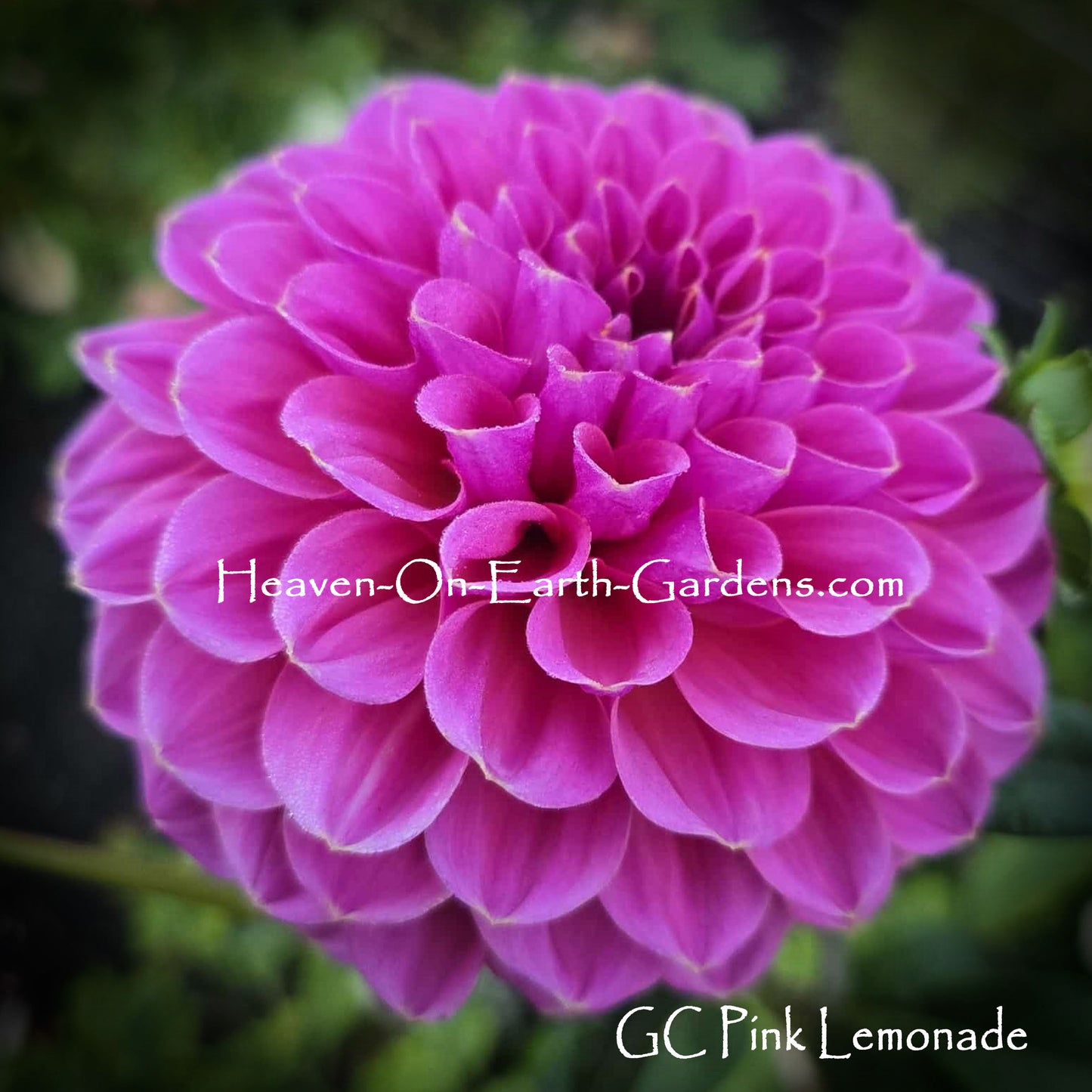GC Pink Lemonade