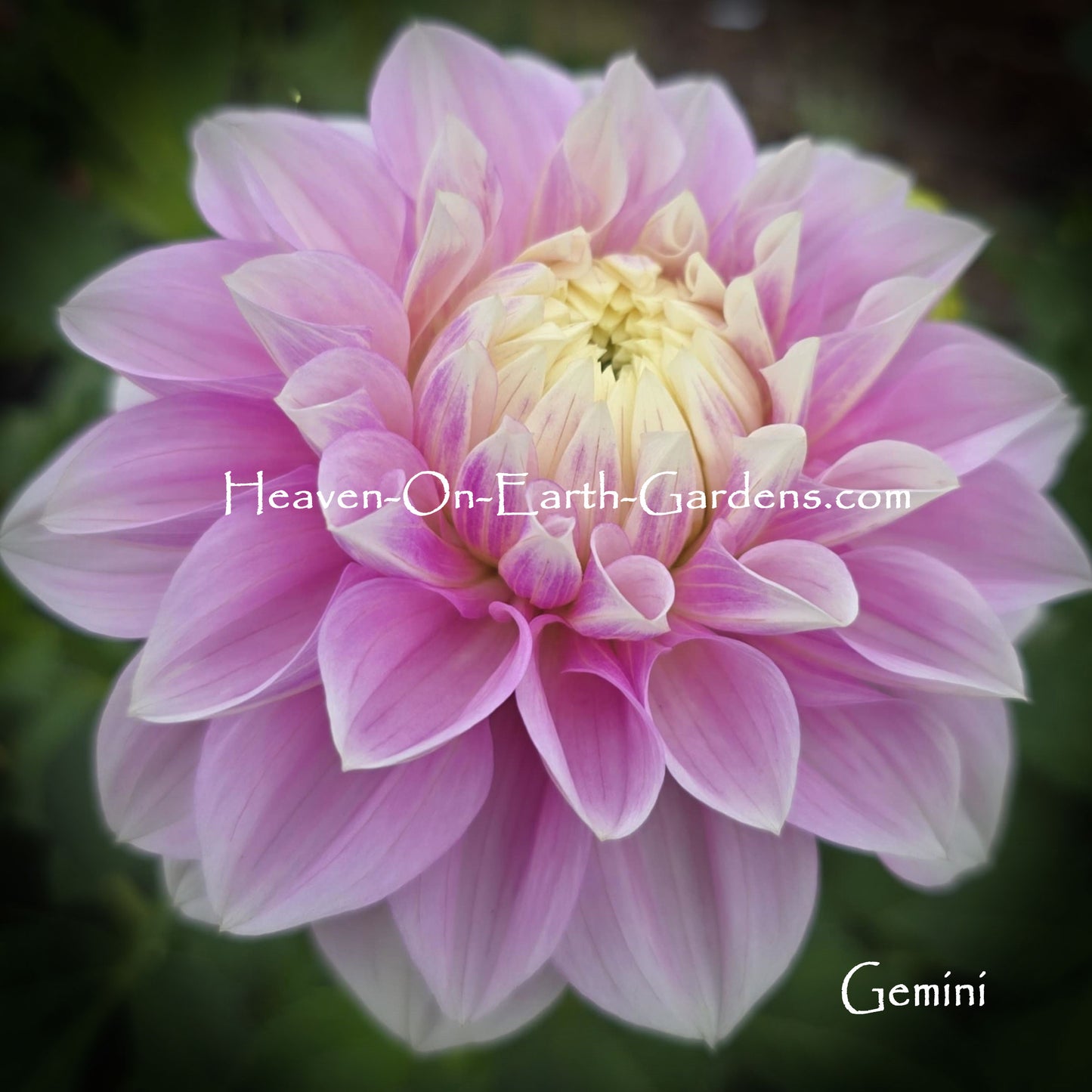 Gemini