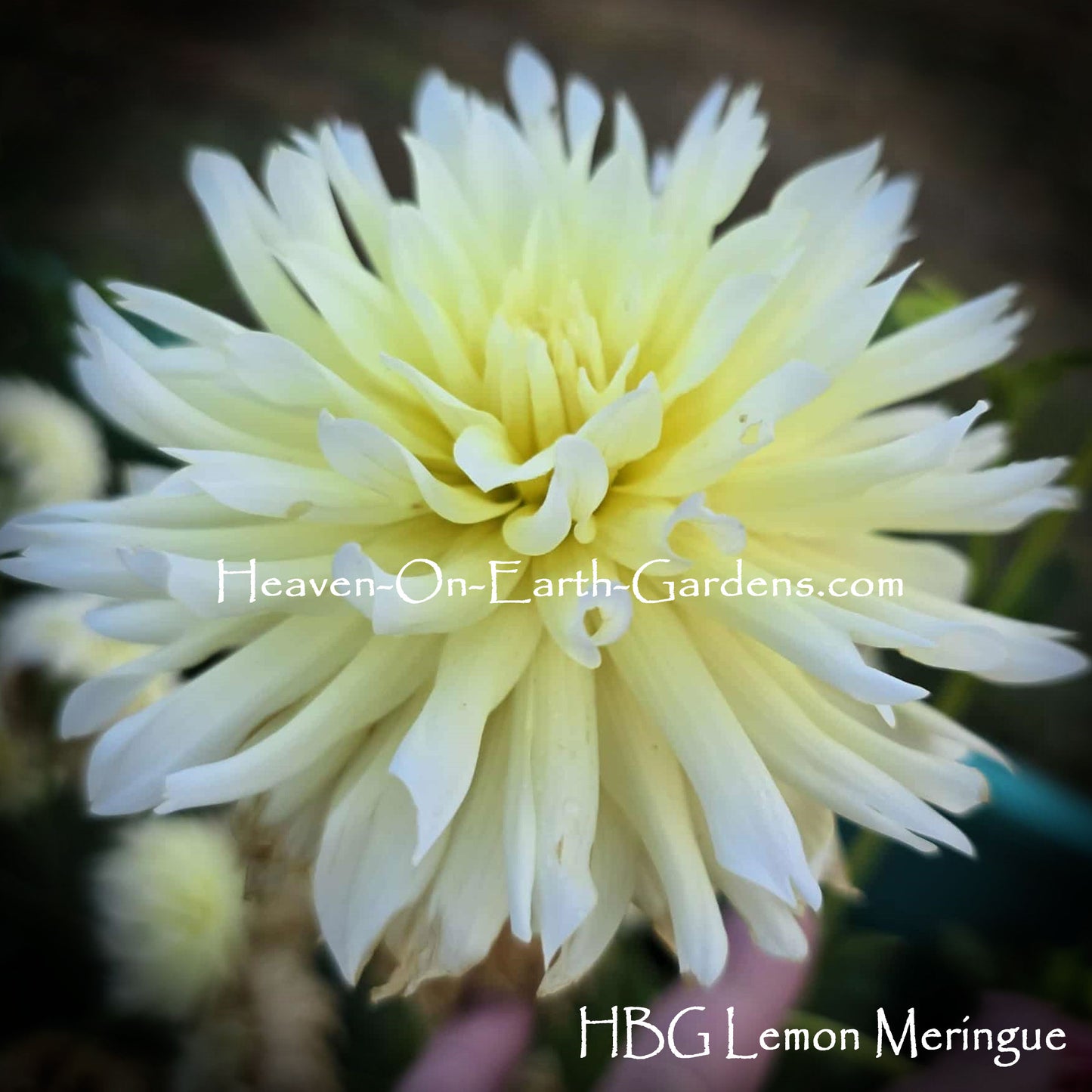 HBG Lemon Meringue