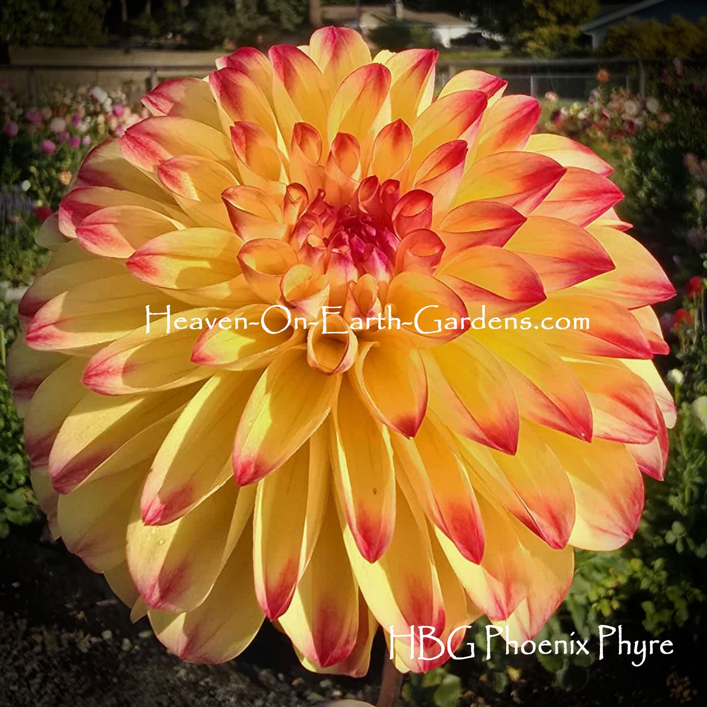 HBG Phoenix Phyre