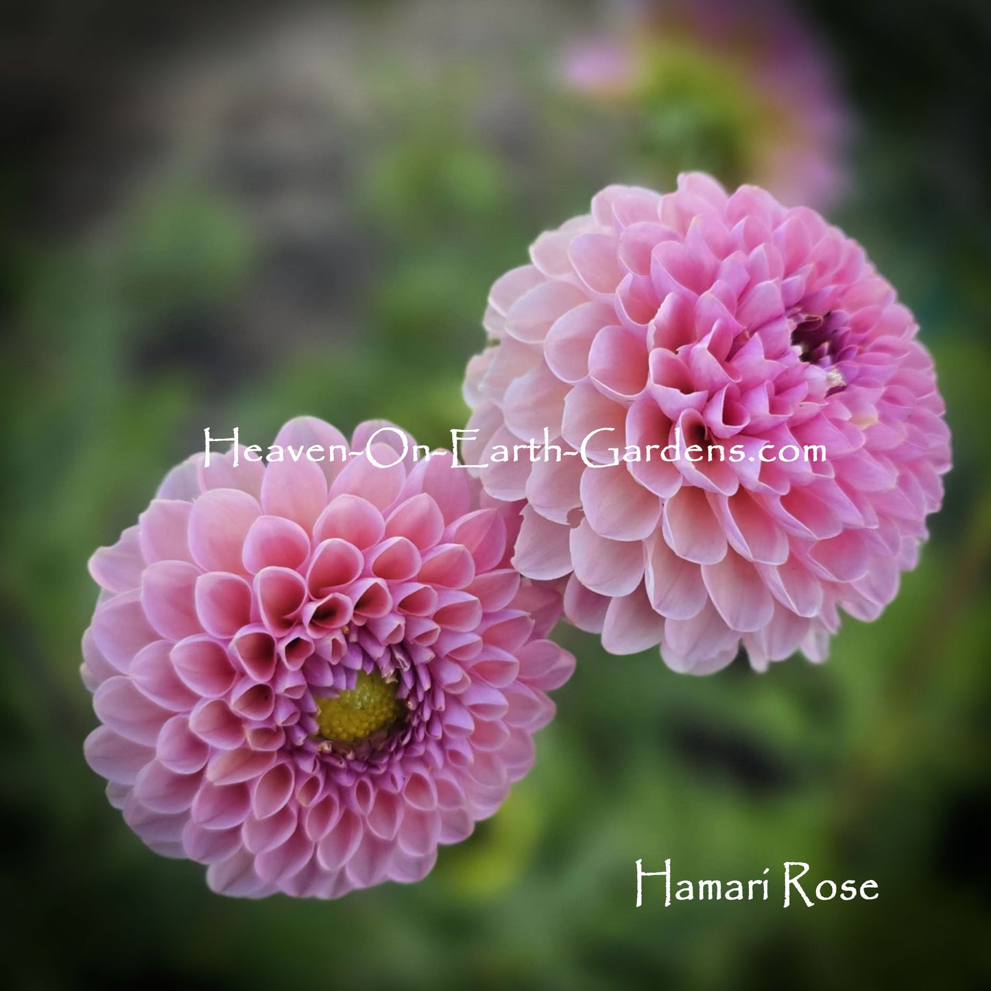 Hamari Rose