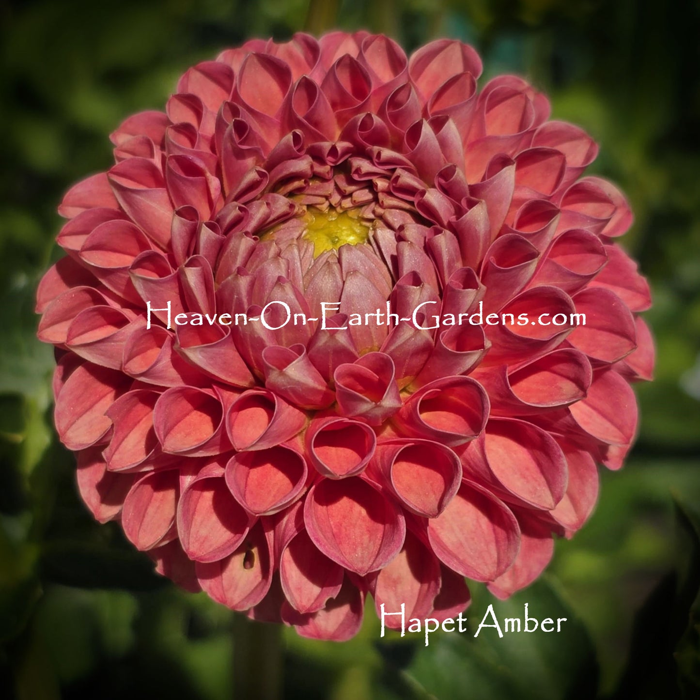 Hapet Amber