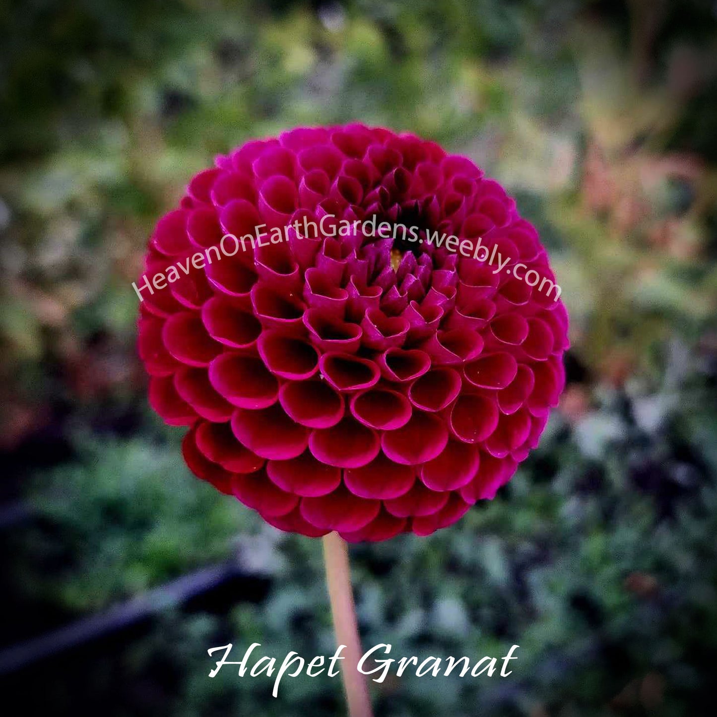 Hapet Granat