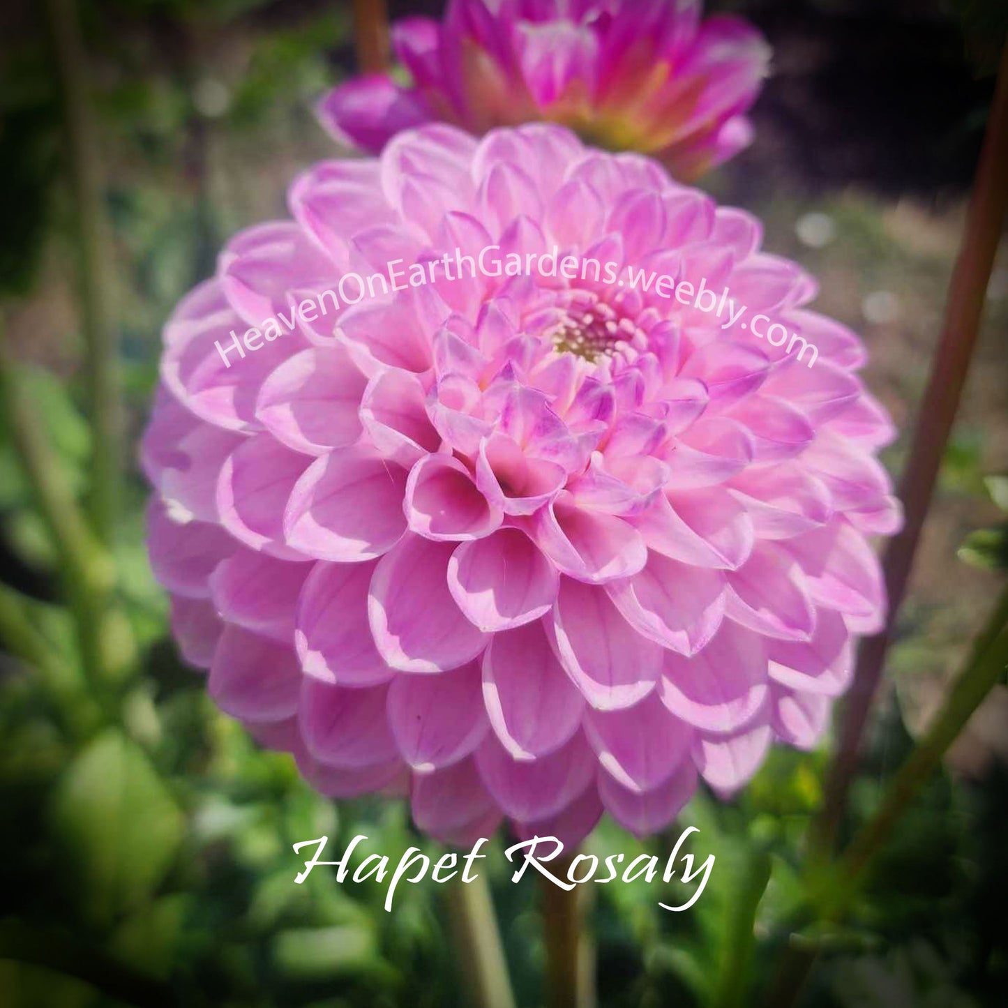 Hapet Rosaly