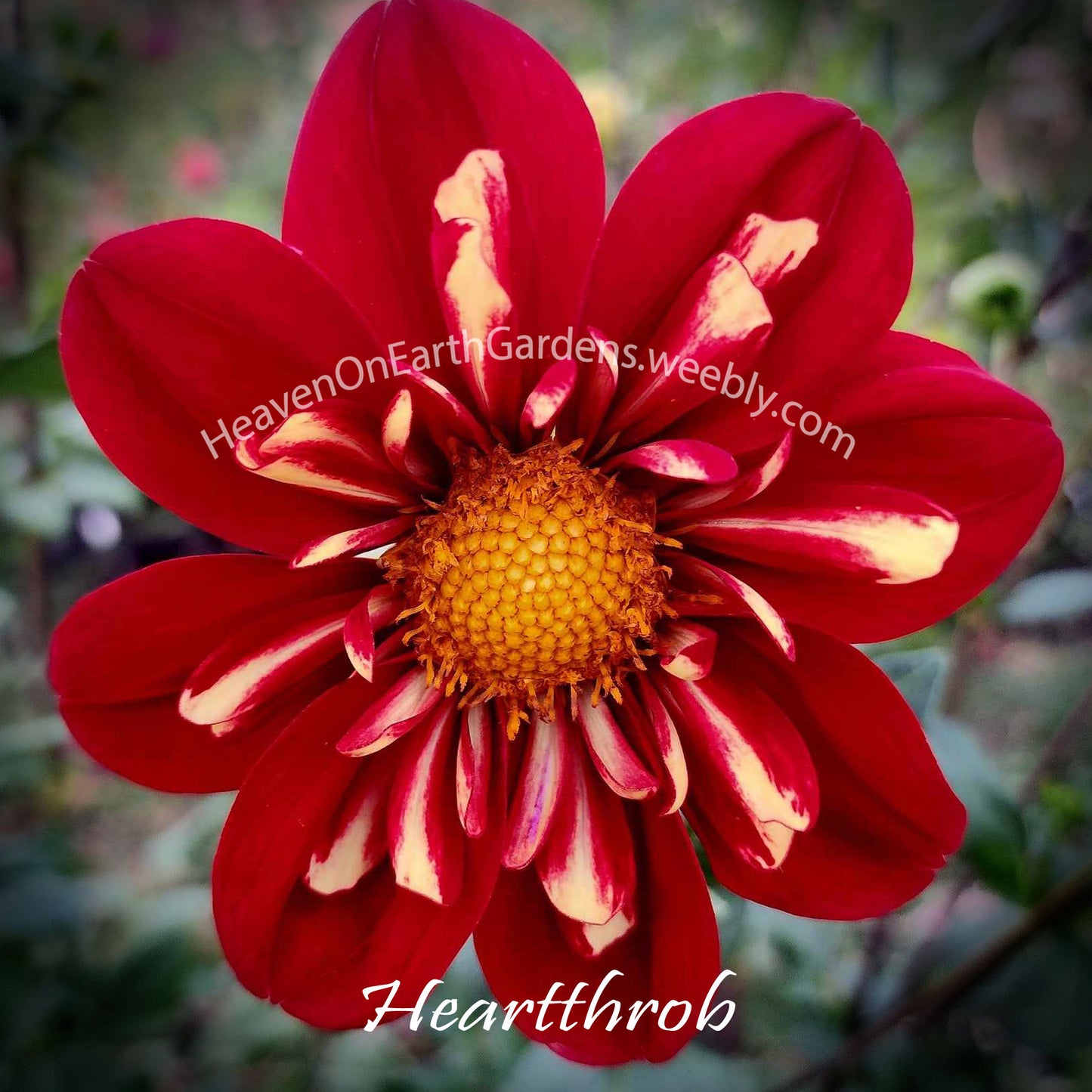 Heartthrob