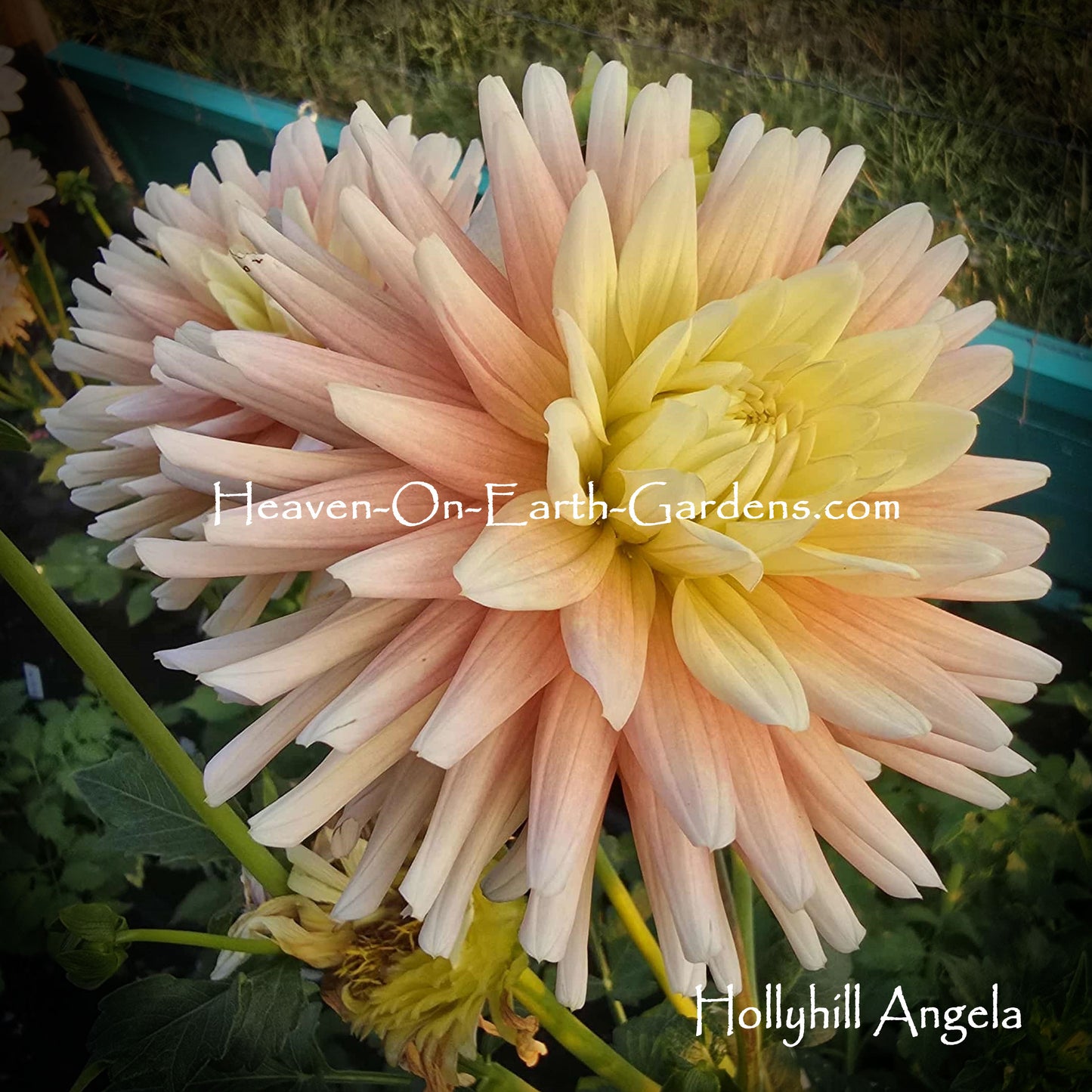 Hollyhill Angela