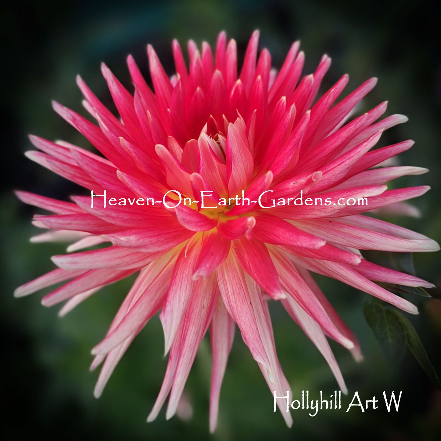 Hollyhill Art W