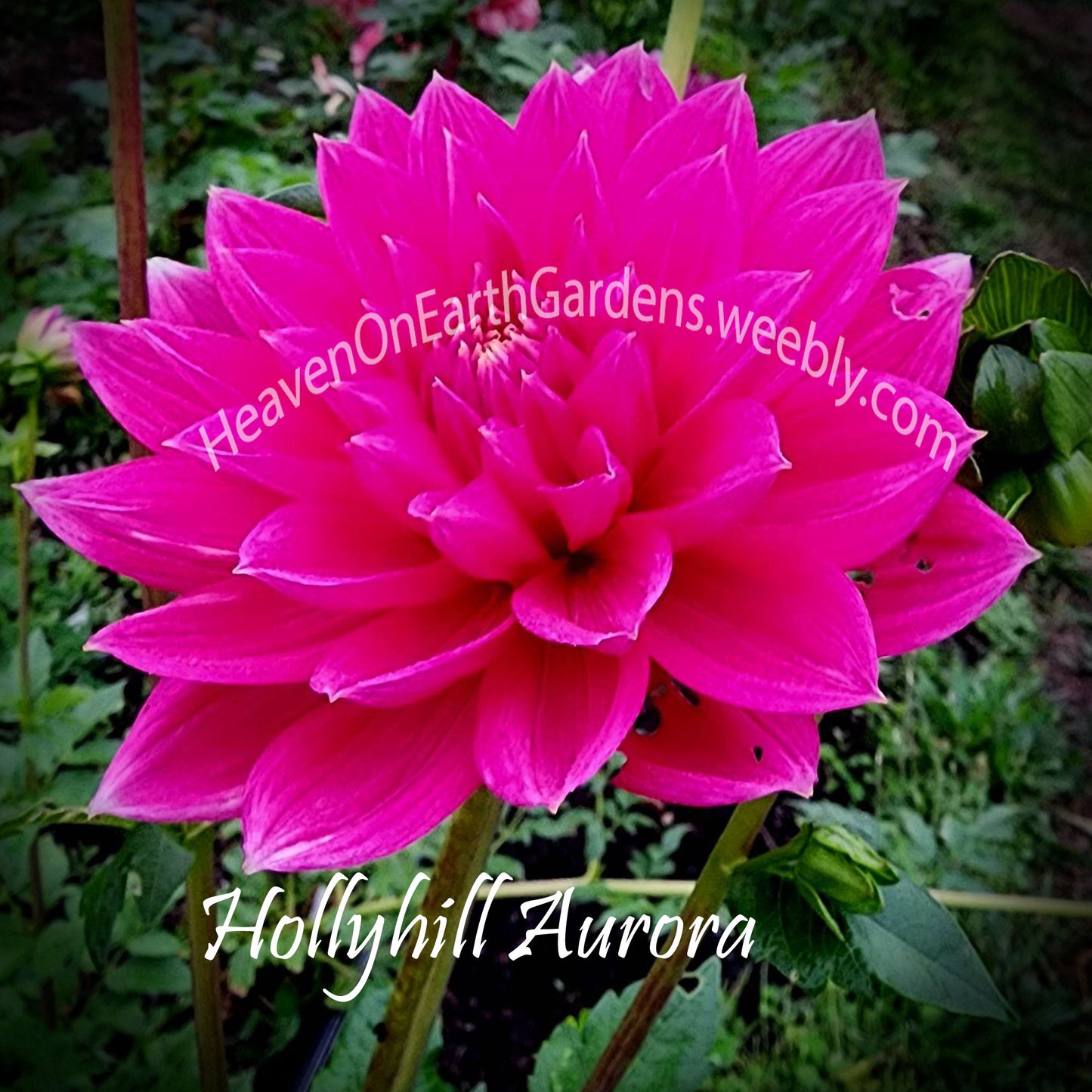 Hollyhill Aurora
