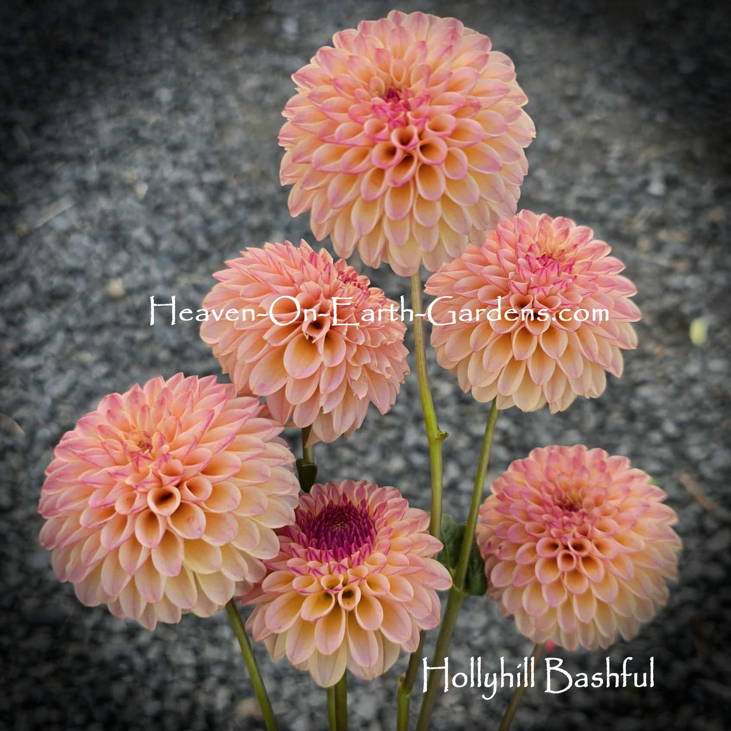 Hollyhill Bashful