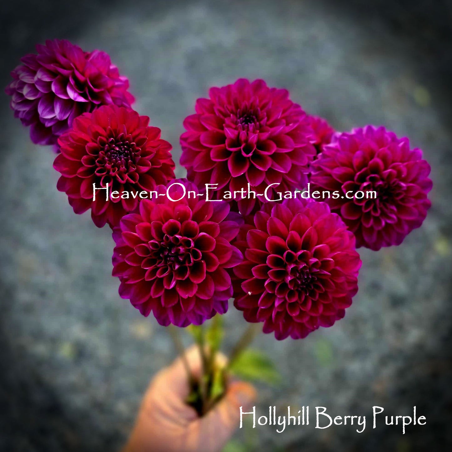 Hollyhill Berry Purple