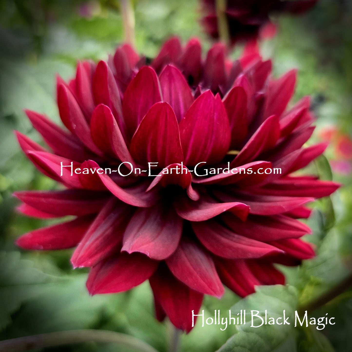 Hollyhill Black Magic