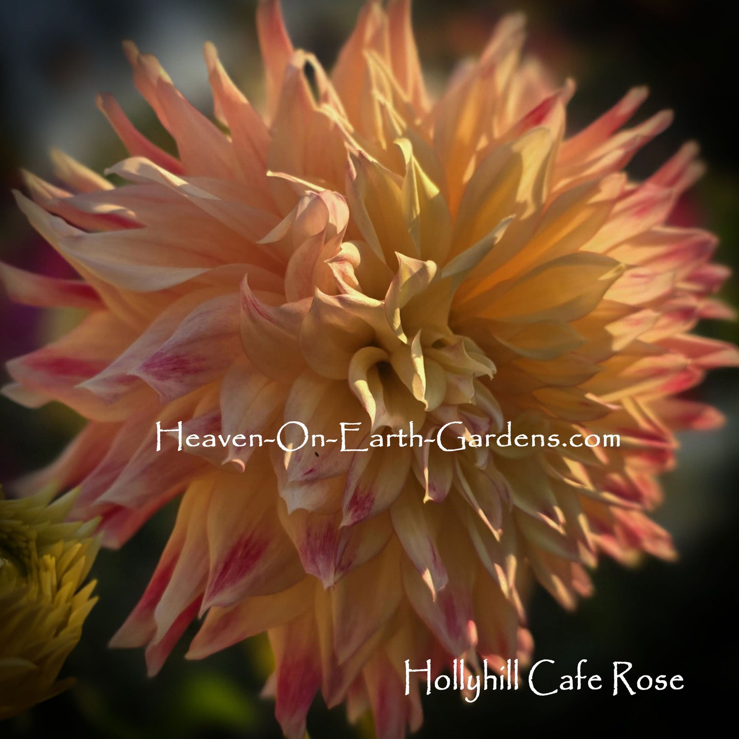 Hollyhill Cafe Rose