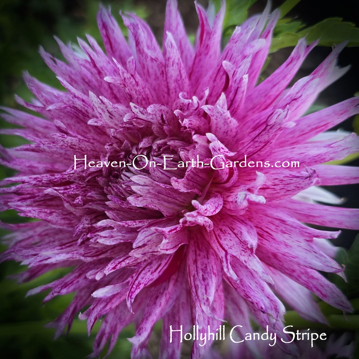 Hollyhill Candystripe
