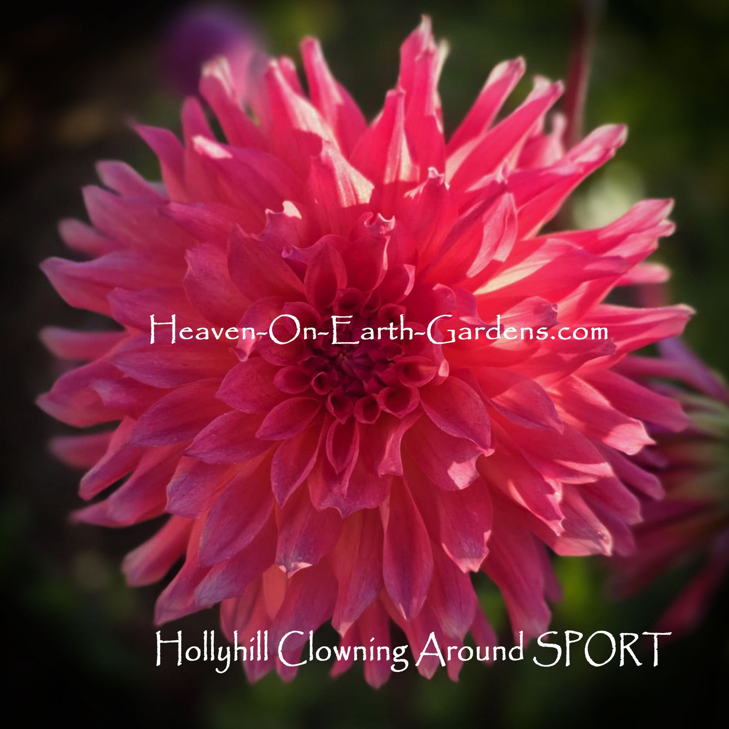 Hollyhill Clowning Around - SPORT