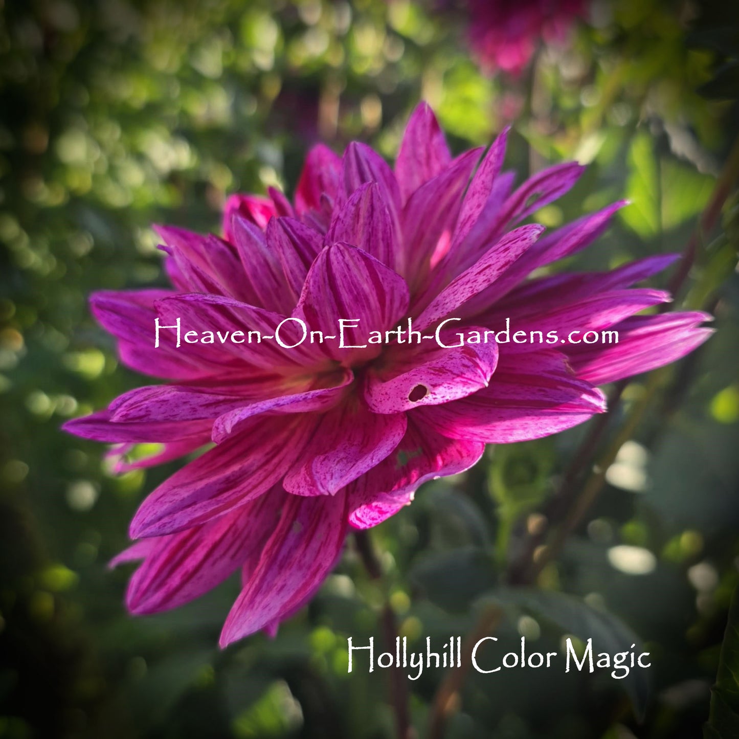 Hollyhill Color Magic
