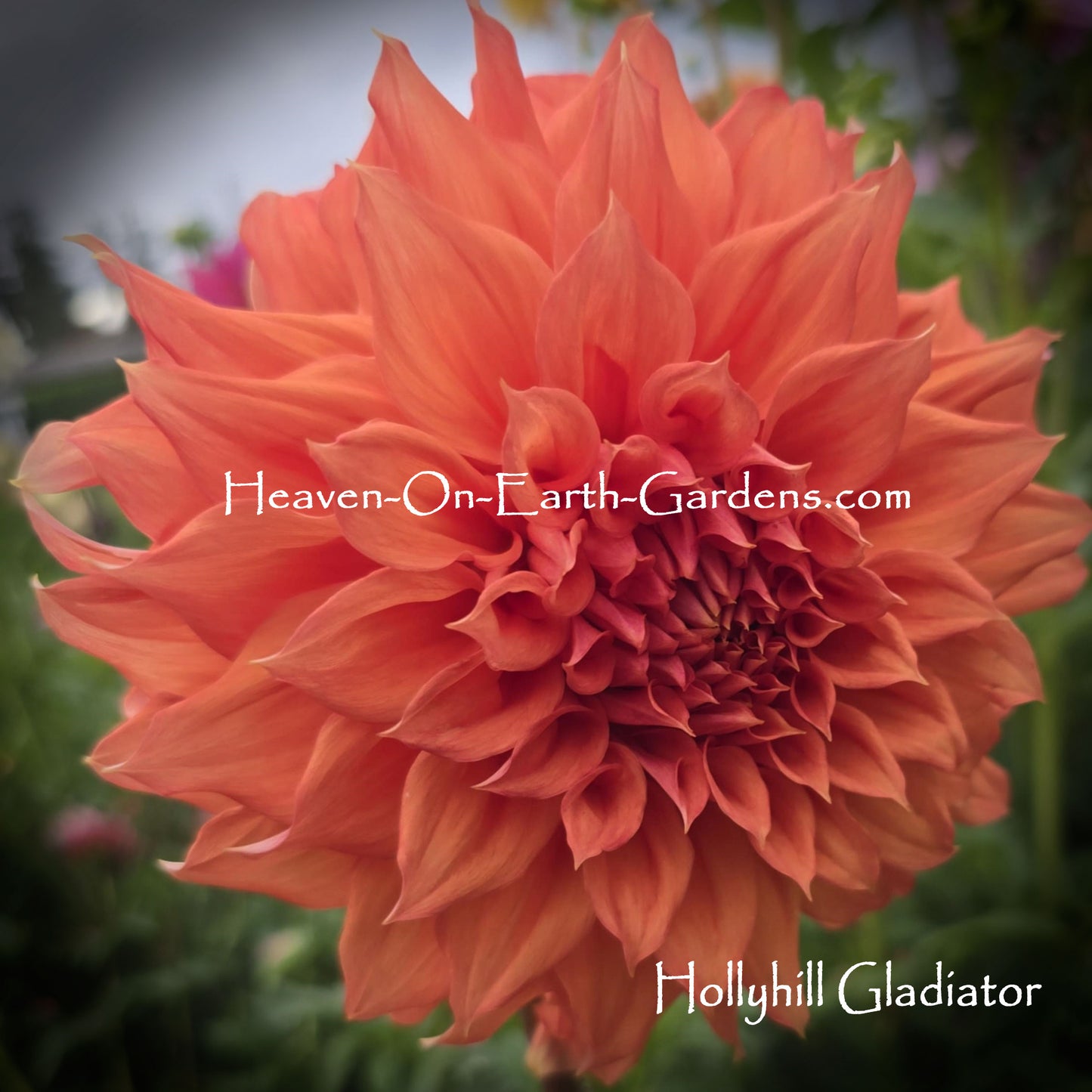 Hollyhill Gladiator