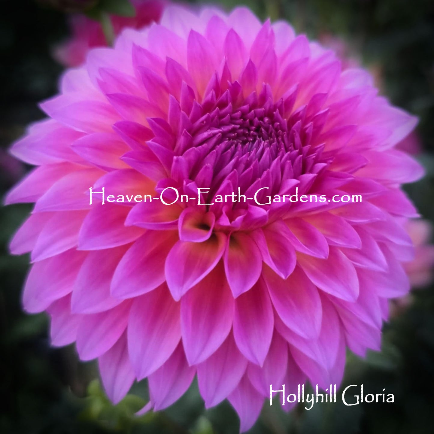 Hollyhill Gloria