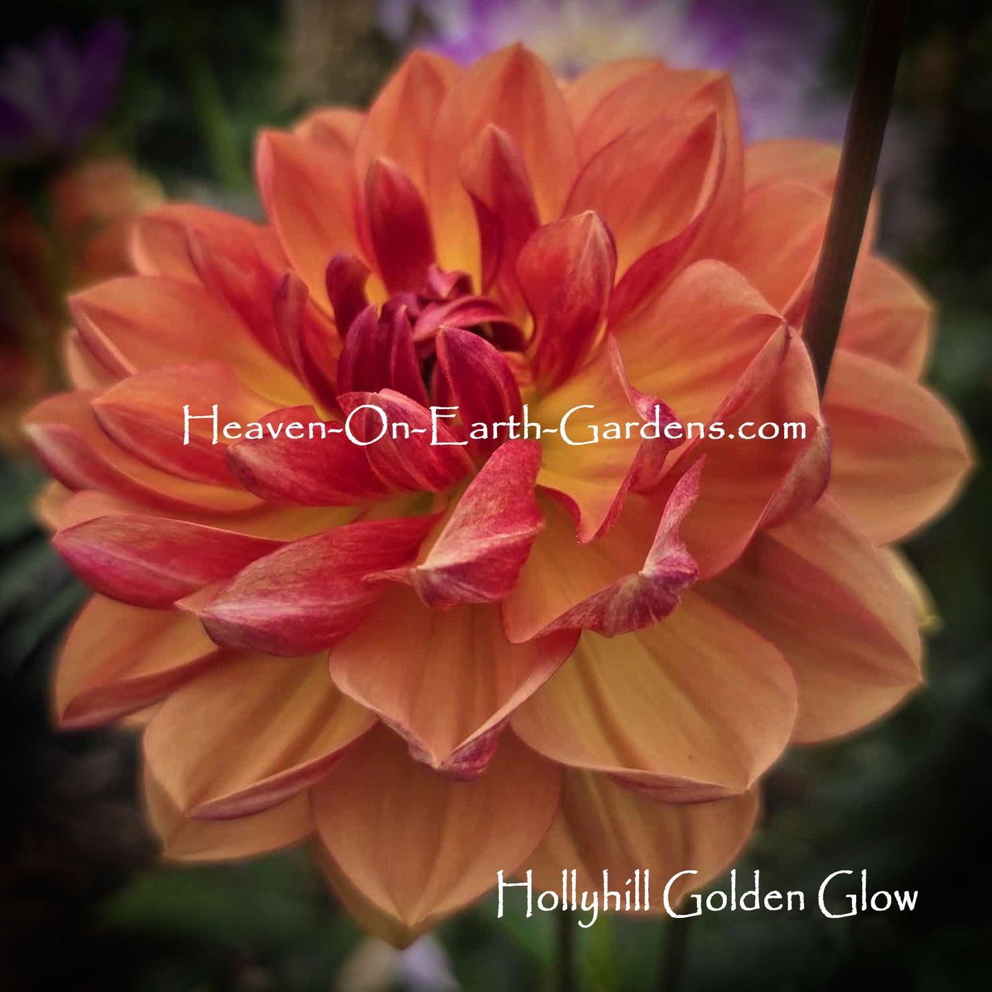 Hollyhill Golden Glow