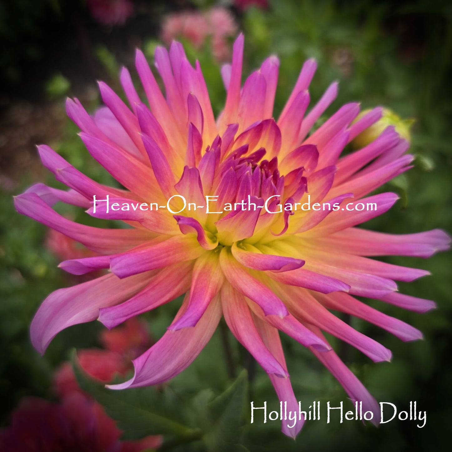 Hollyhill Hello Dolly