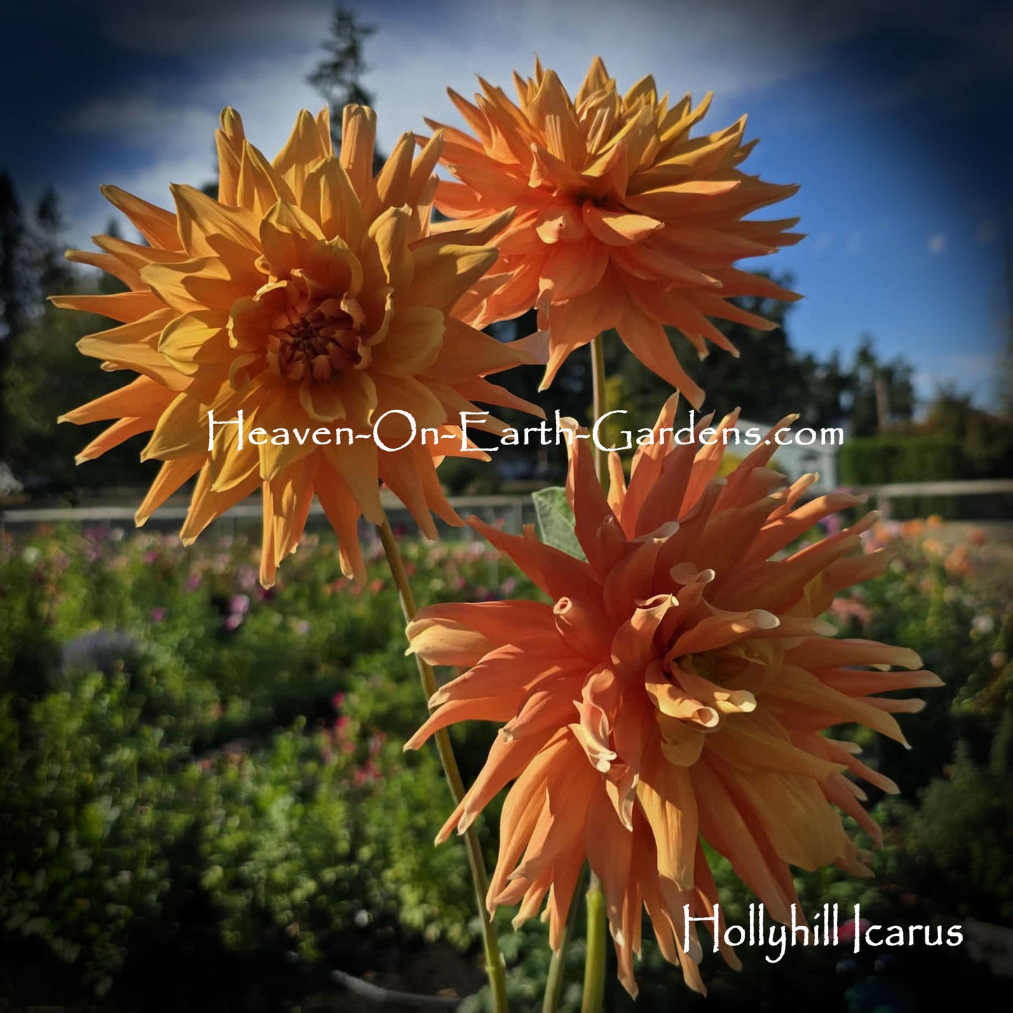 Hollyhill Icarus