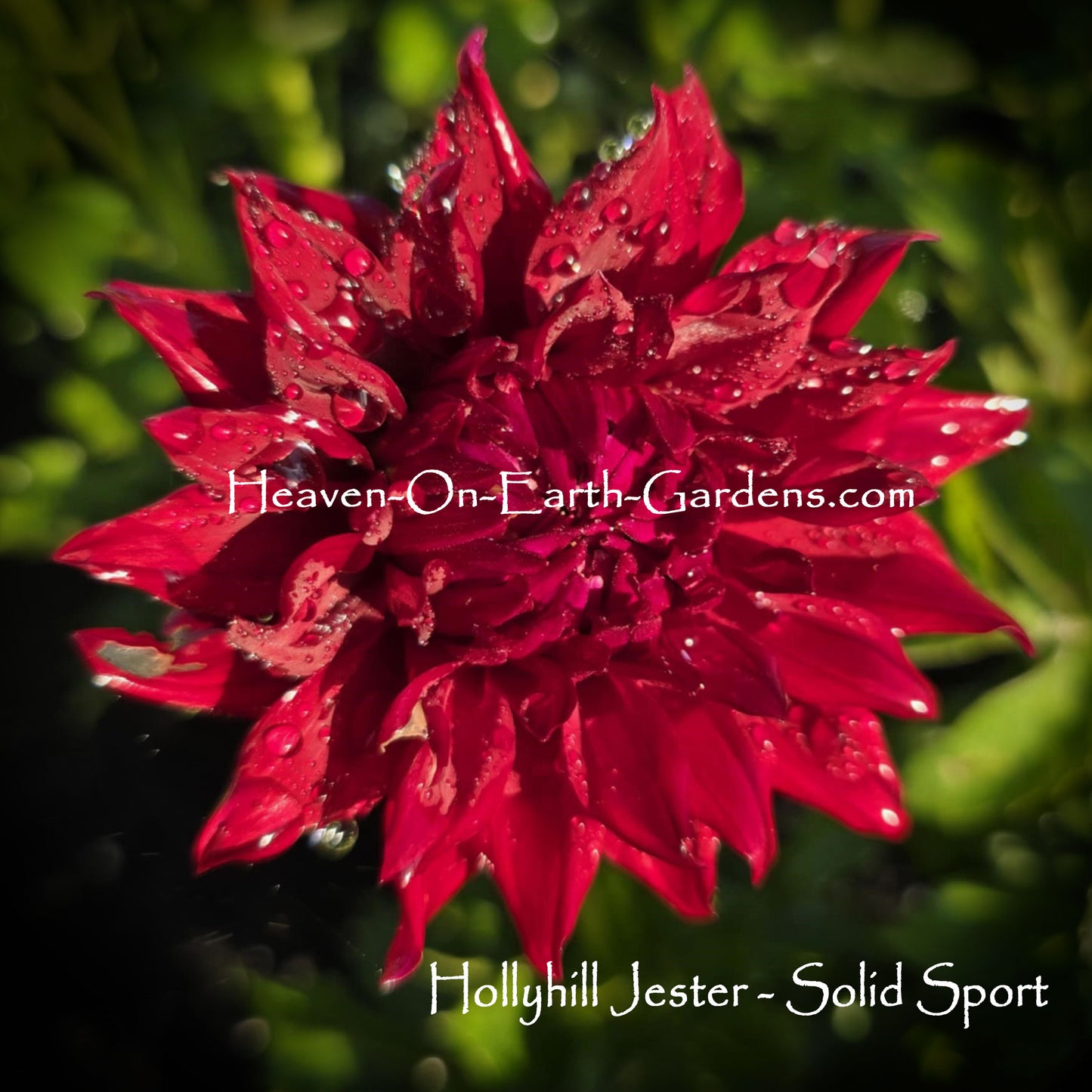 Hollyhill Jester Sport