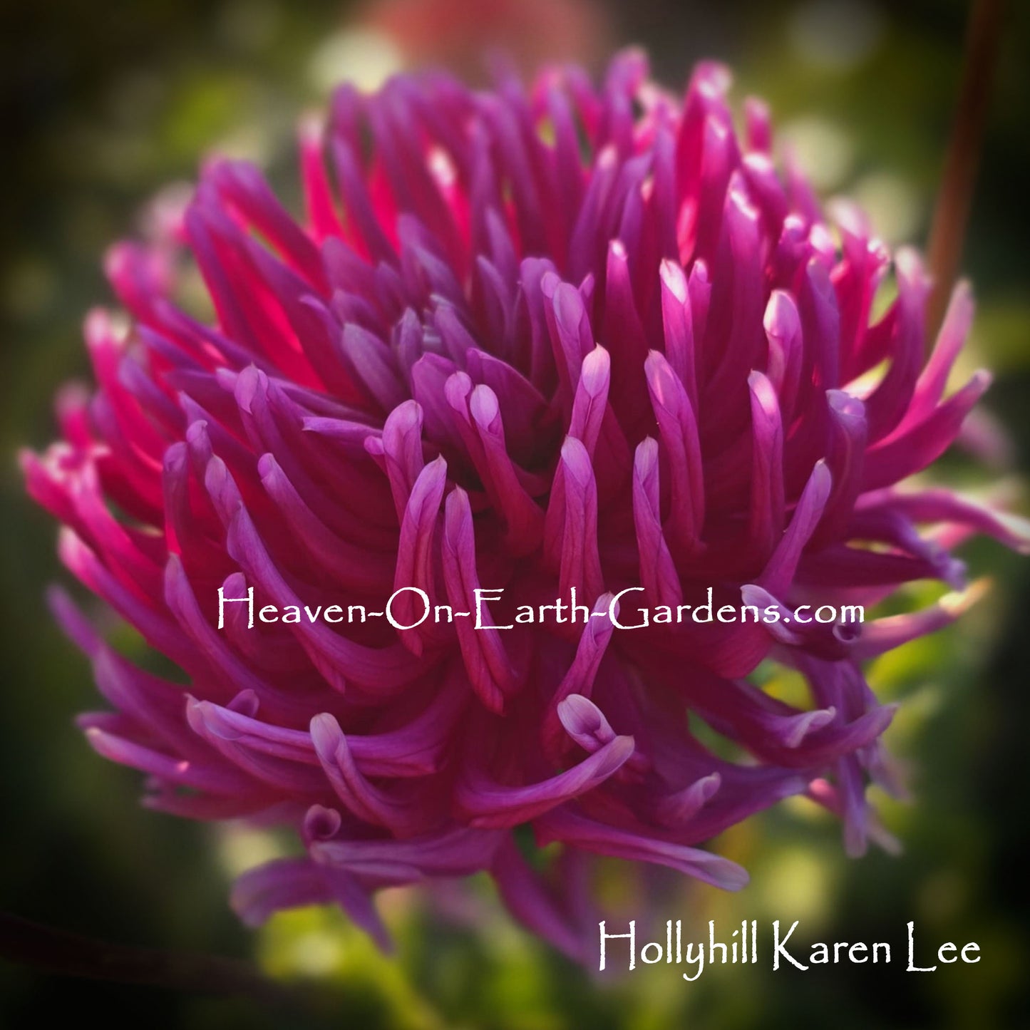 Hollyhill Karen Lee