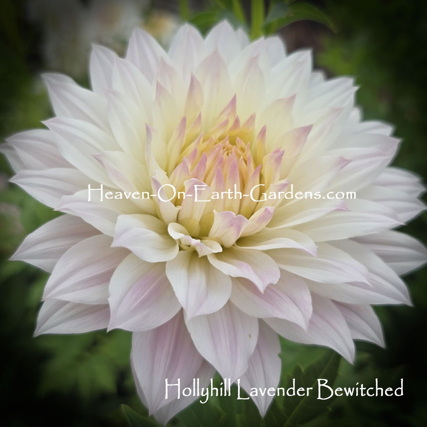 Hollyhill Lavender Bewitched