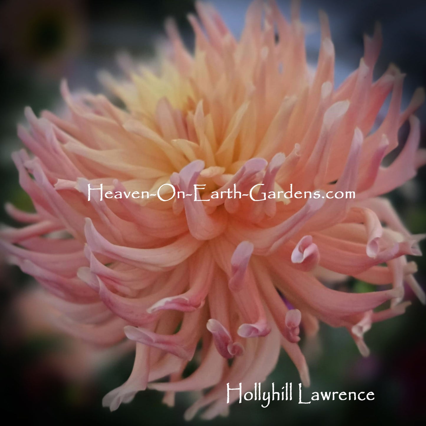 Hollyhill Lawrence