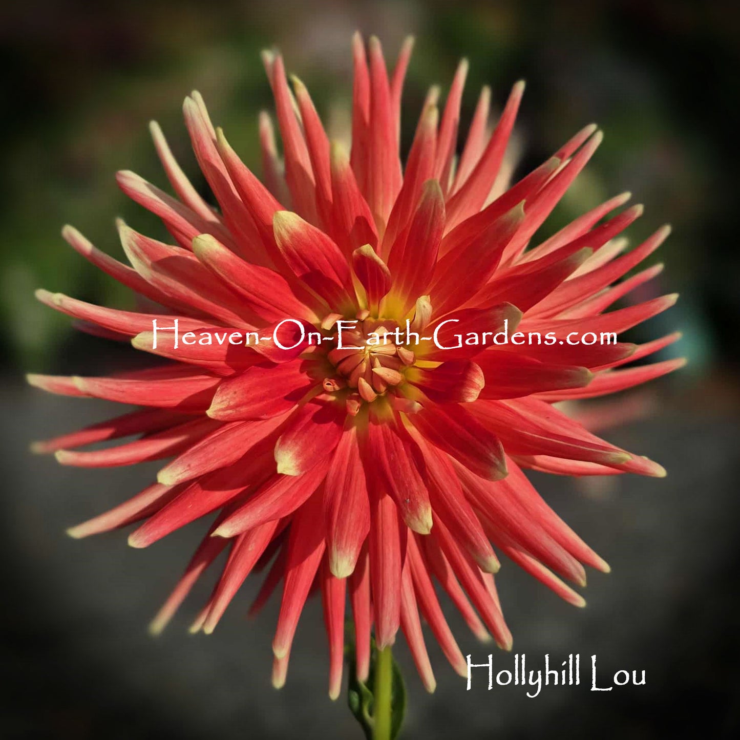 Hollyhill Lou