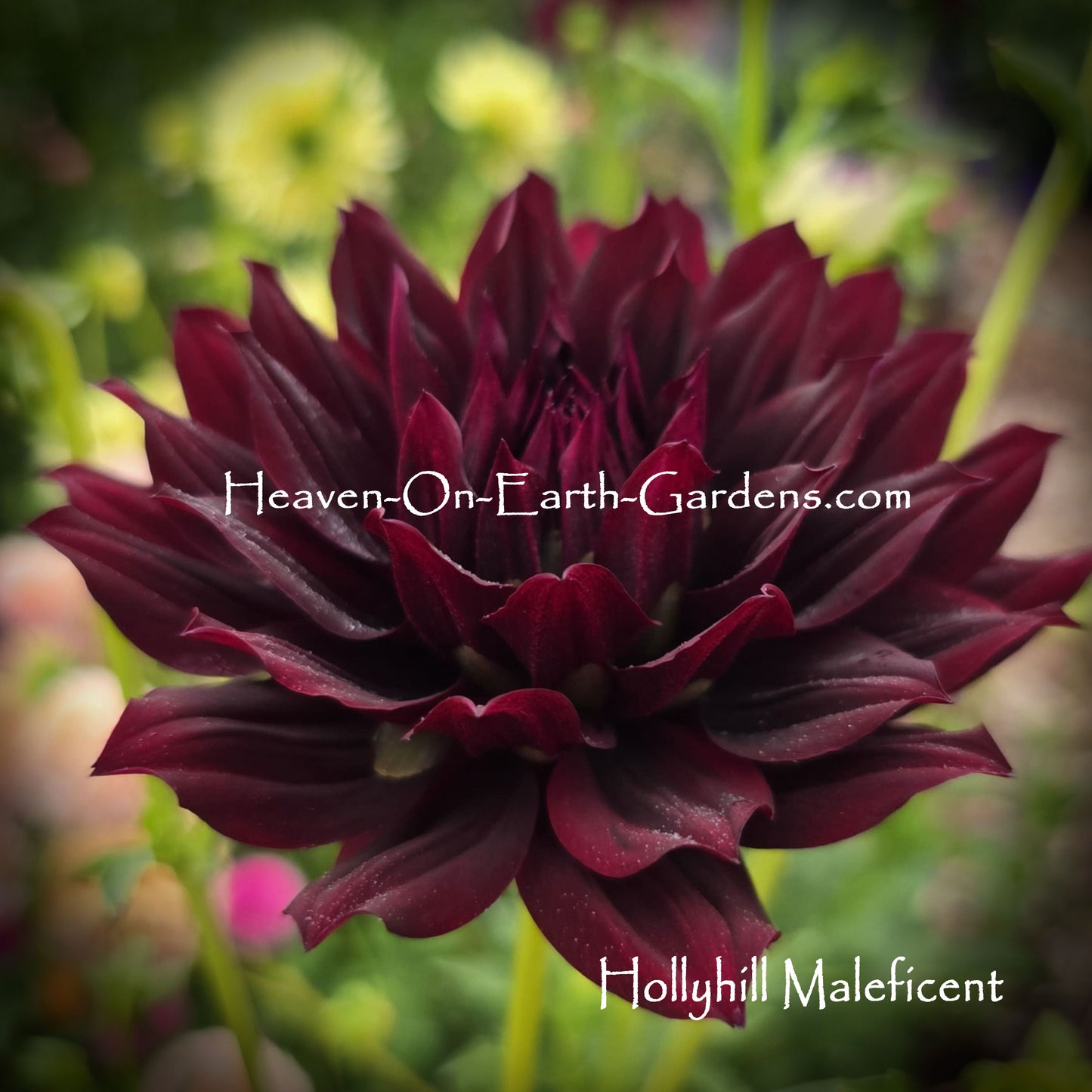 Hollyhill Maleficent