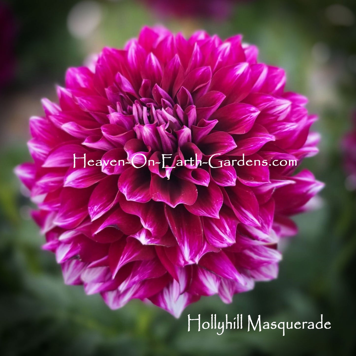 Hollyhill Masquerade