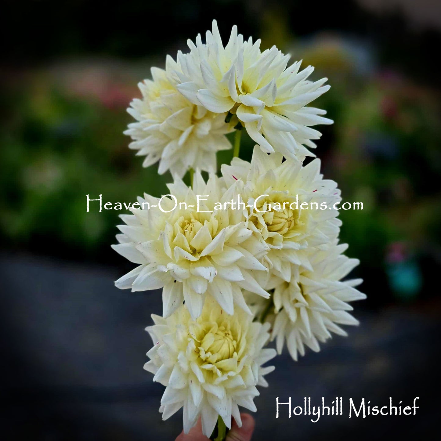 Hollyhill Mischief